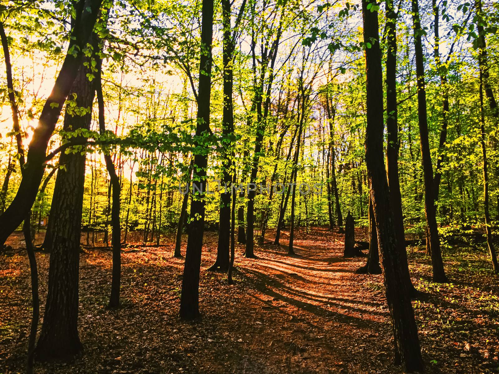 Spring forest landscape at sunset or sunrise, nature and environment