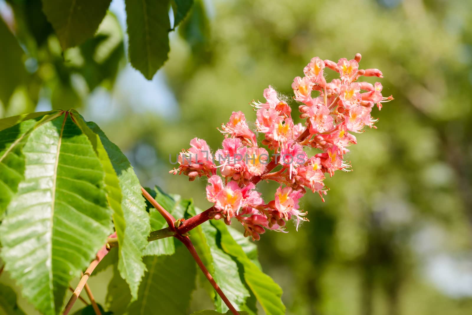 Aesculus x Carnea, or Red Horse-chestnut Flower by MaxalTamor