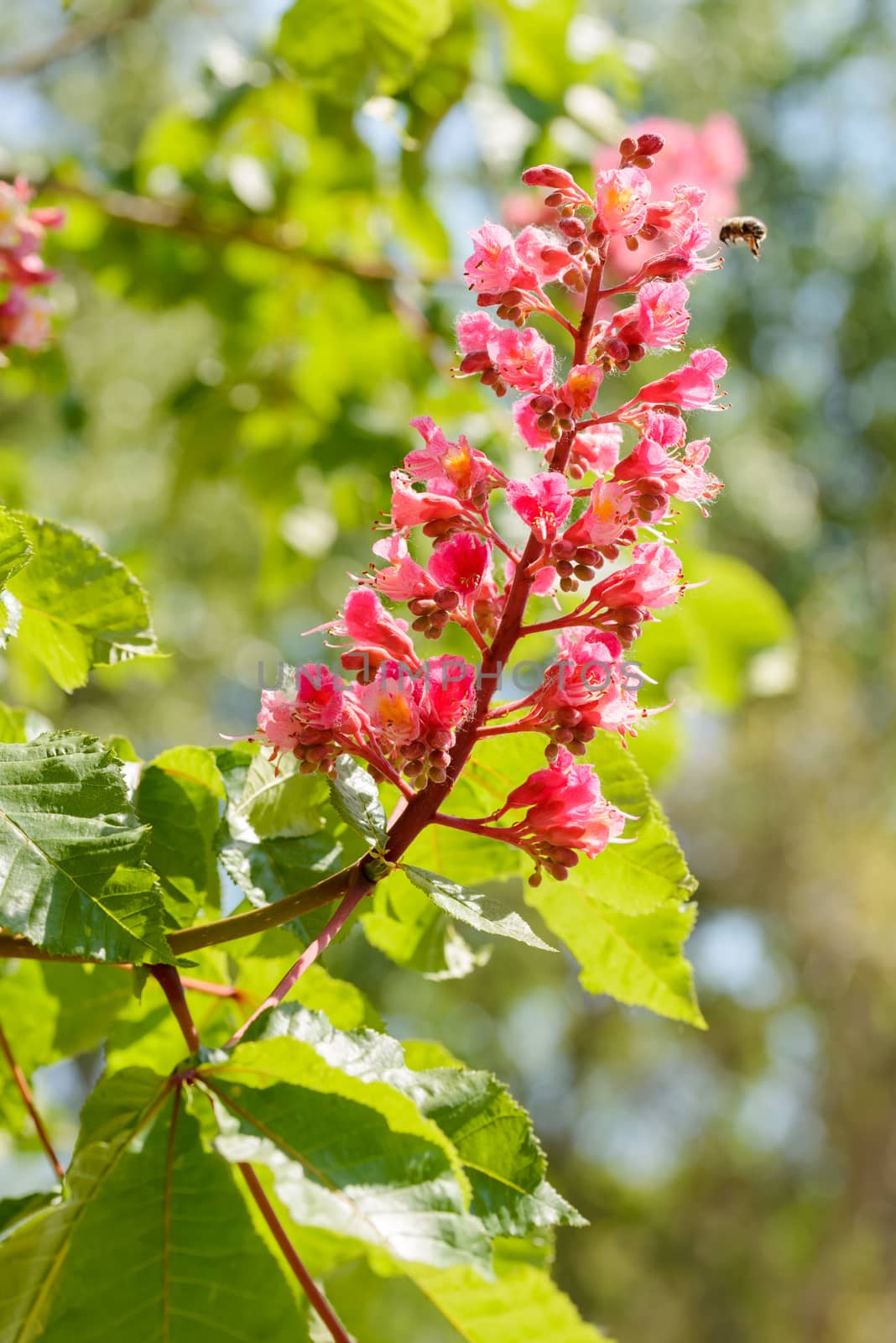 Red Aesculus x Carnea, or Red Horse-chestnut Flower under the bright spring sun