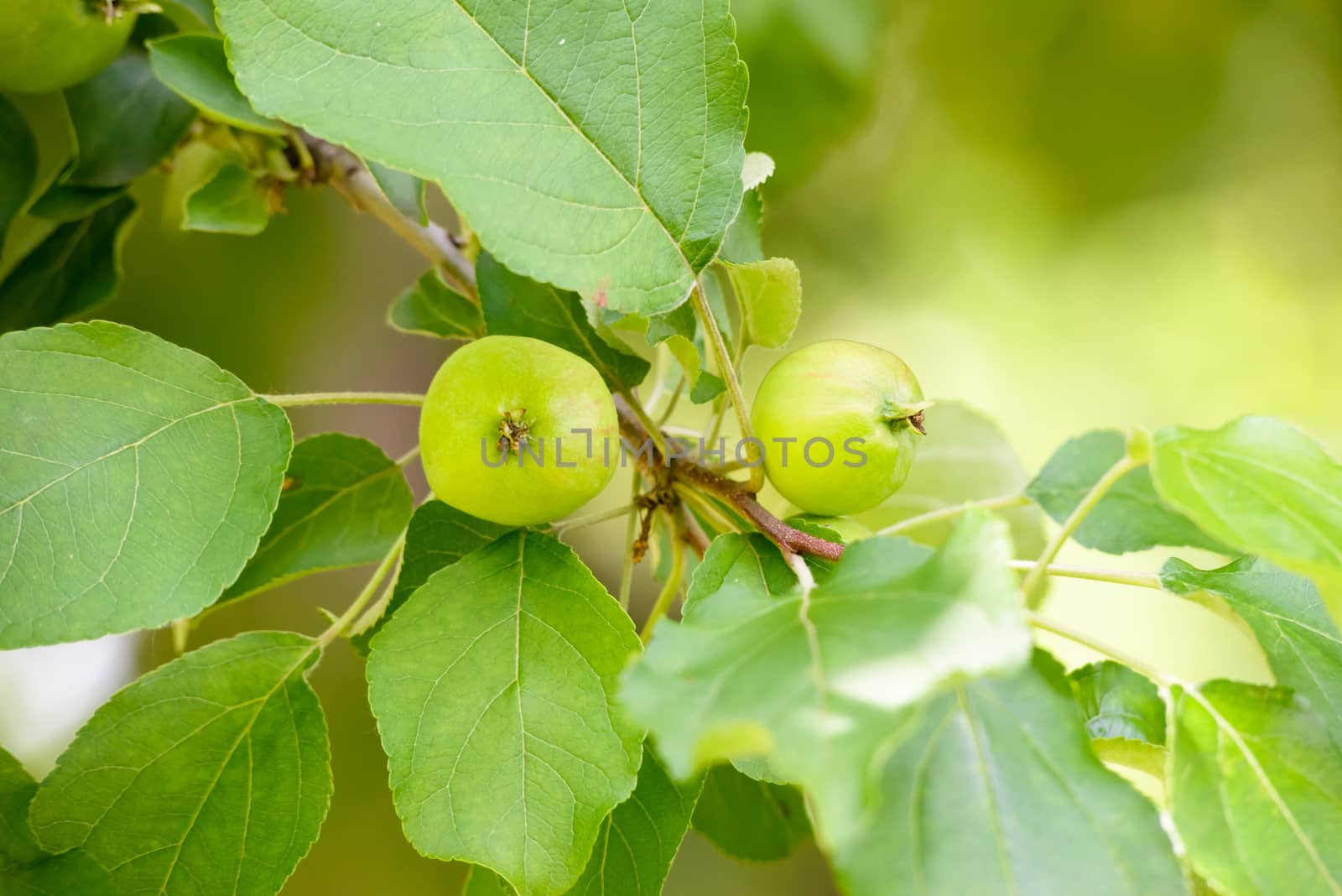 Young little wild apples on the tree at the end of spring