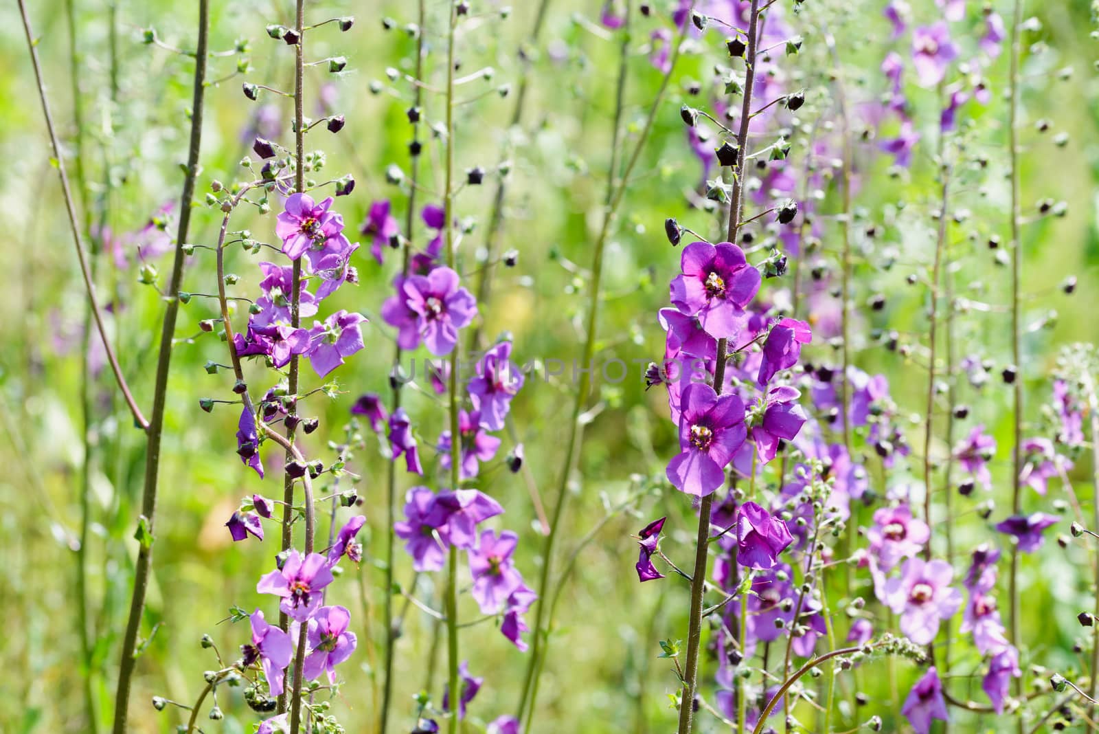 A meadow full of violet Verbascum phoeniceum under the warm spring sun