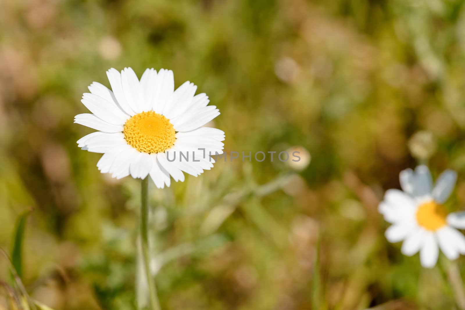 Little White Daisy Flower by MaxalTamor