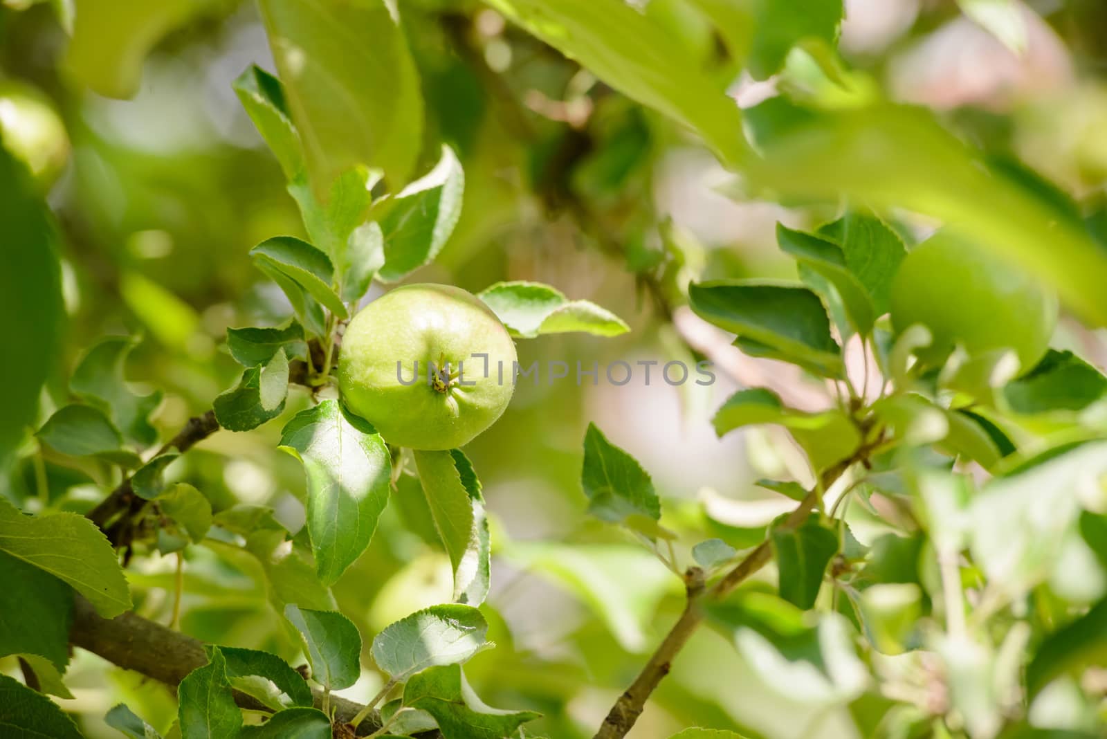 Young little wild apples on the tree at the end of spring