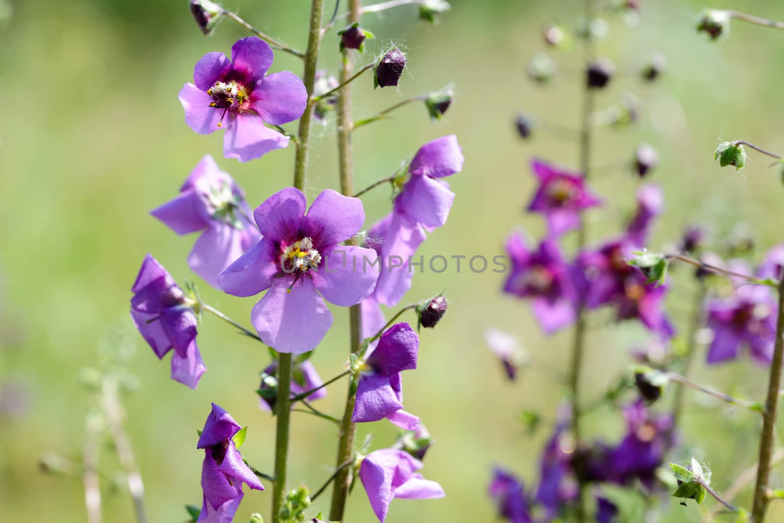 Close up of Verbascum Phoeniceum by MaxalTamor