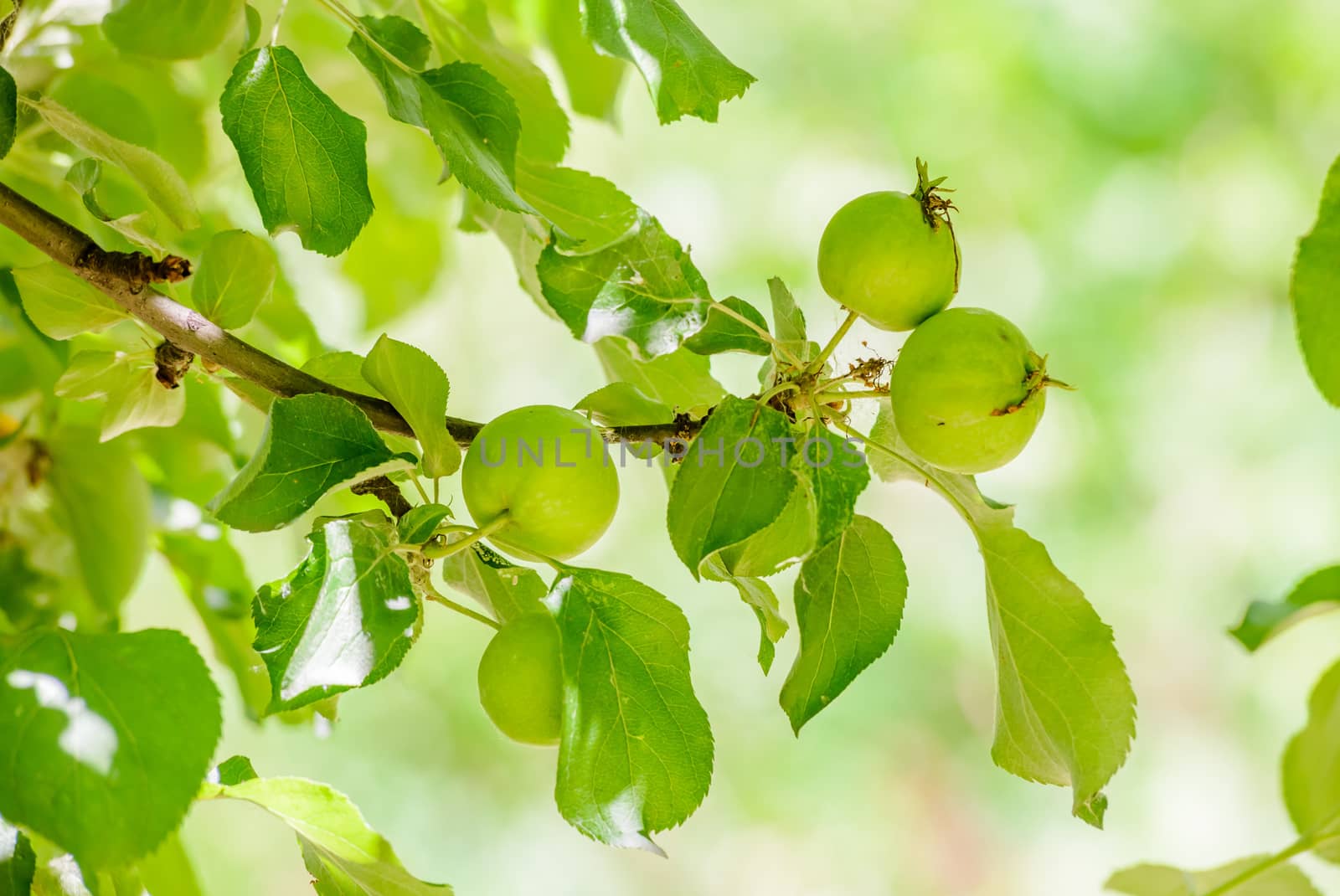 Young little wild apples on the tree at the end of spring