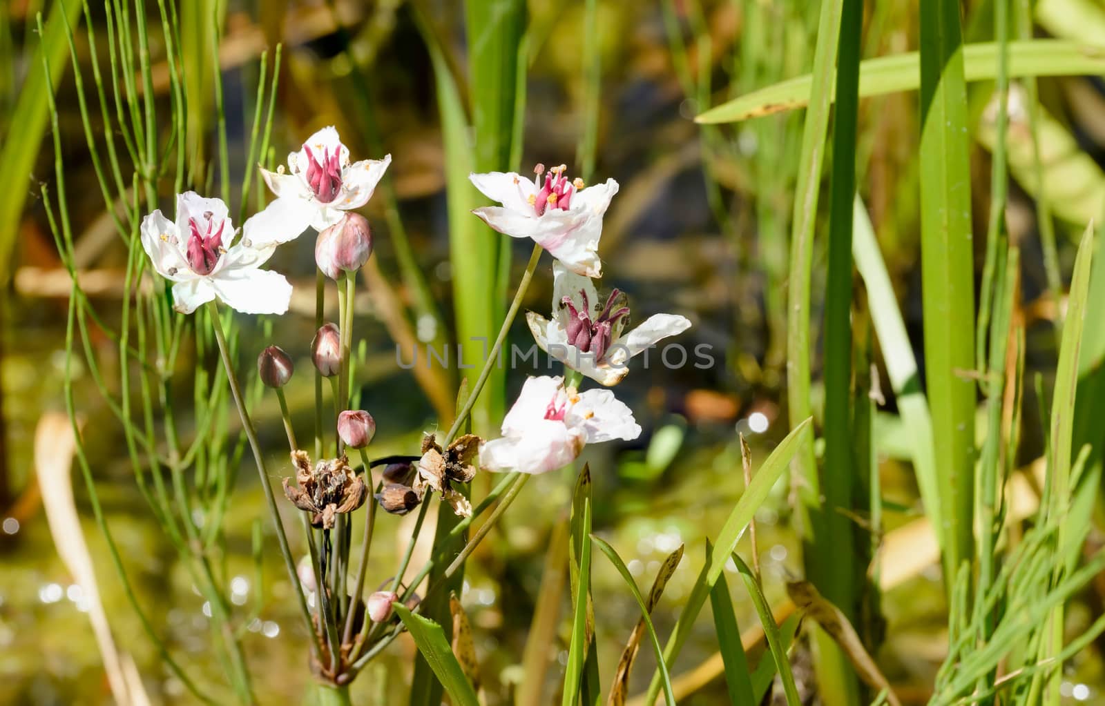 Butomus umbellatus growing near the Dnieper river in Kiev the capital of Ukraine, under a warm spring sun