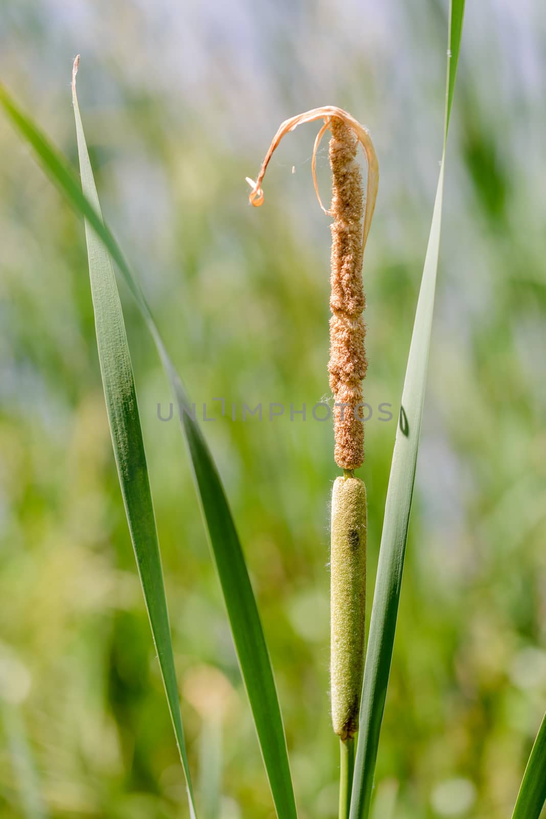 Detail of Typha Latifolia reed flower close to the lake in spring