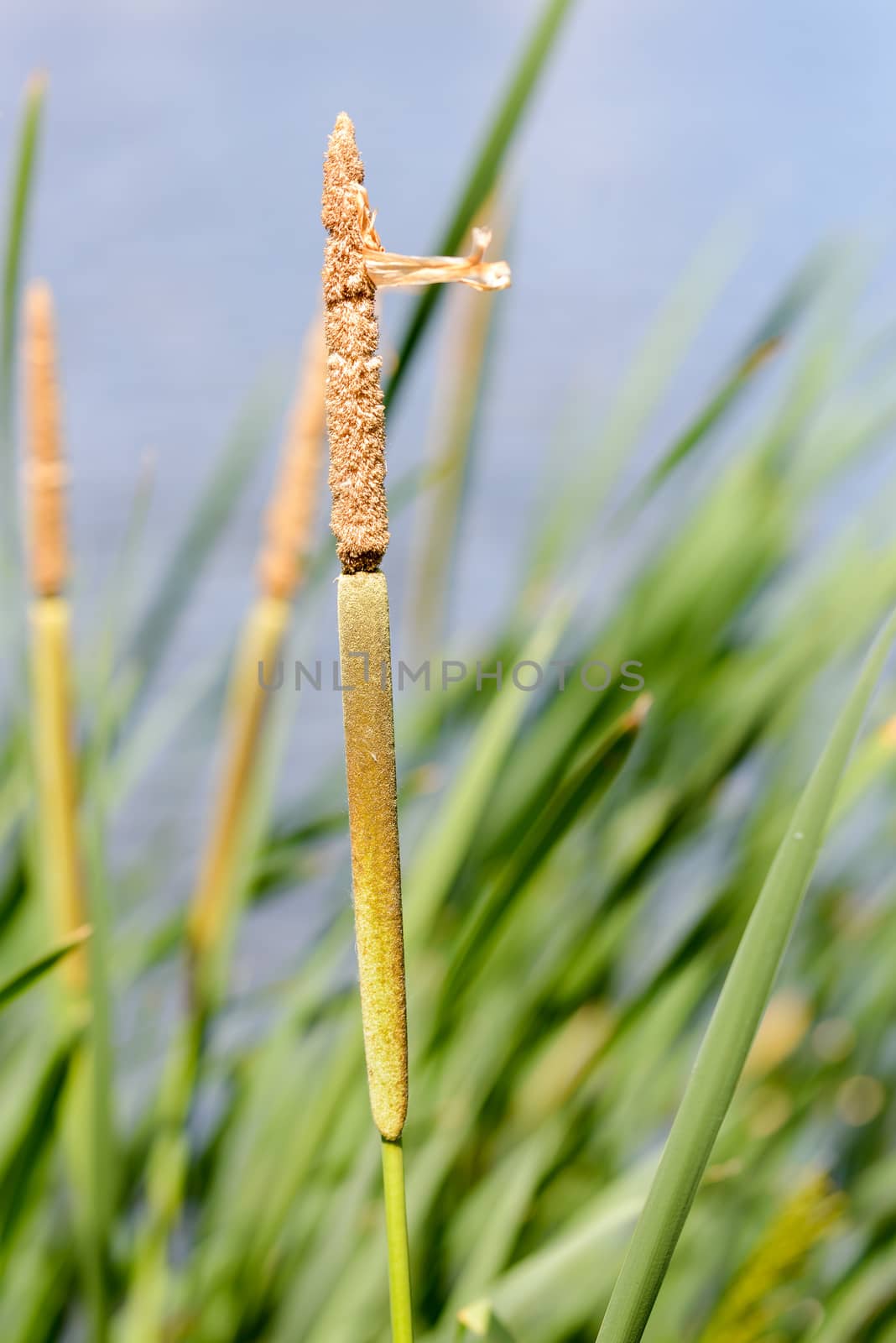 Young Reed's Cattail Detail by MaxalTamor