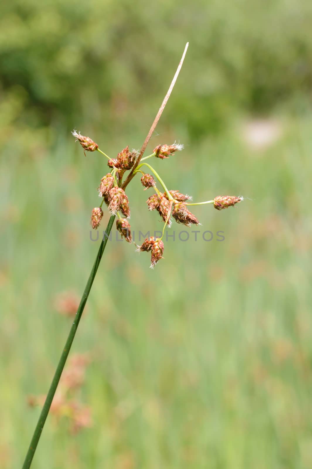 Macro photo of a Schoenoplectus flower growing in the Dnieper river in Kiev