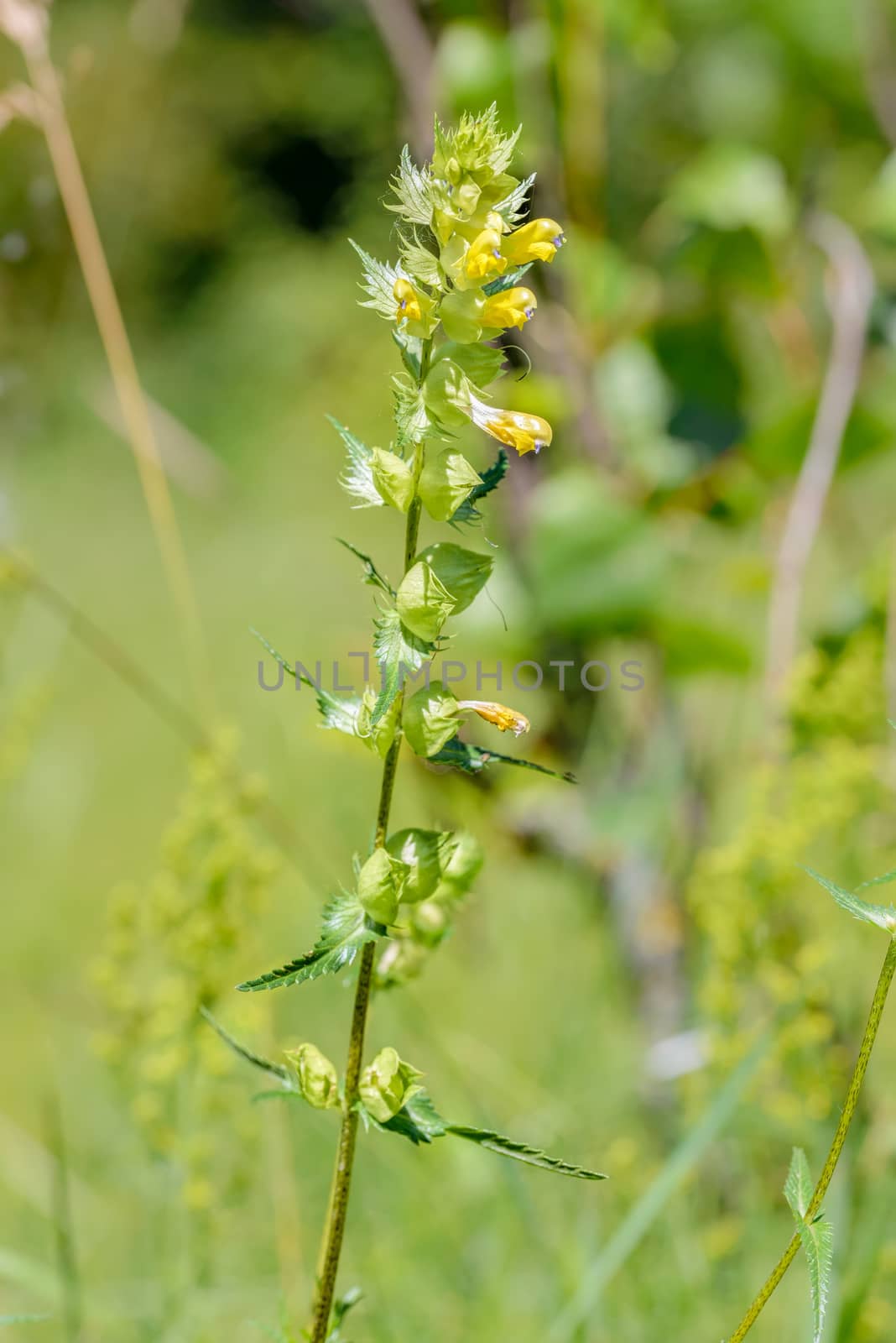 A Rhinanthus Angustifolius or Greater Yellow-rattle in the meadow under the warm summer sun