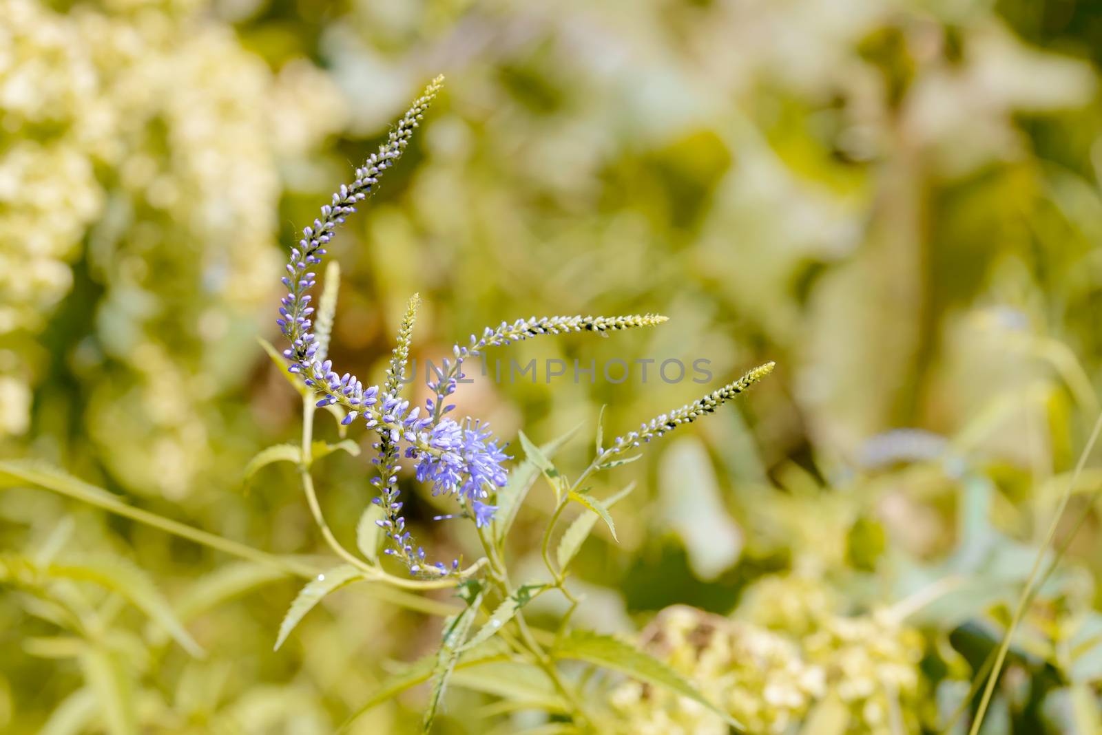 Pseudolysimachion Longifolium (Veronica Longifolia) by MaxalTamor