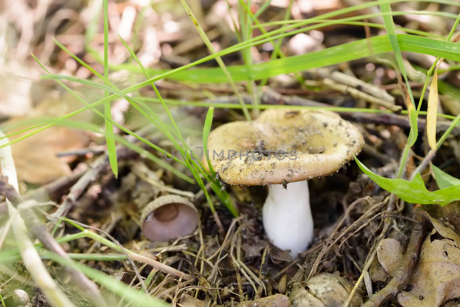 A little orange Russula pallidospora hidding under the leaves in the woods at the end of spring