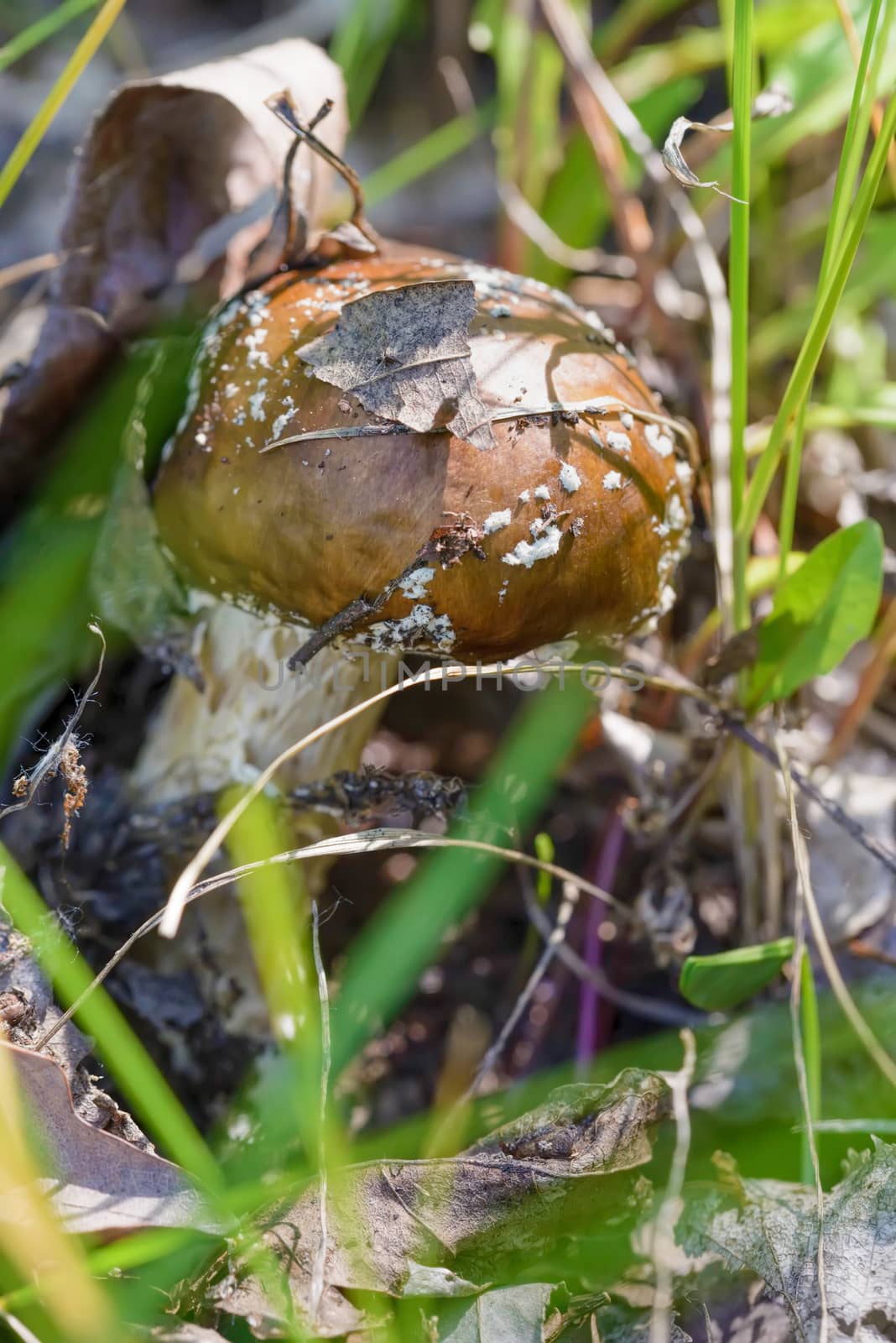 A young Amanita Pantherina, also called panther cap or false blusher, hidden under the autumns leaves in a woods' natural ambient under the warm spring sun