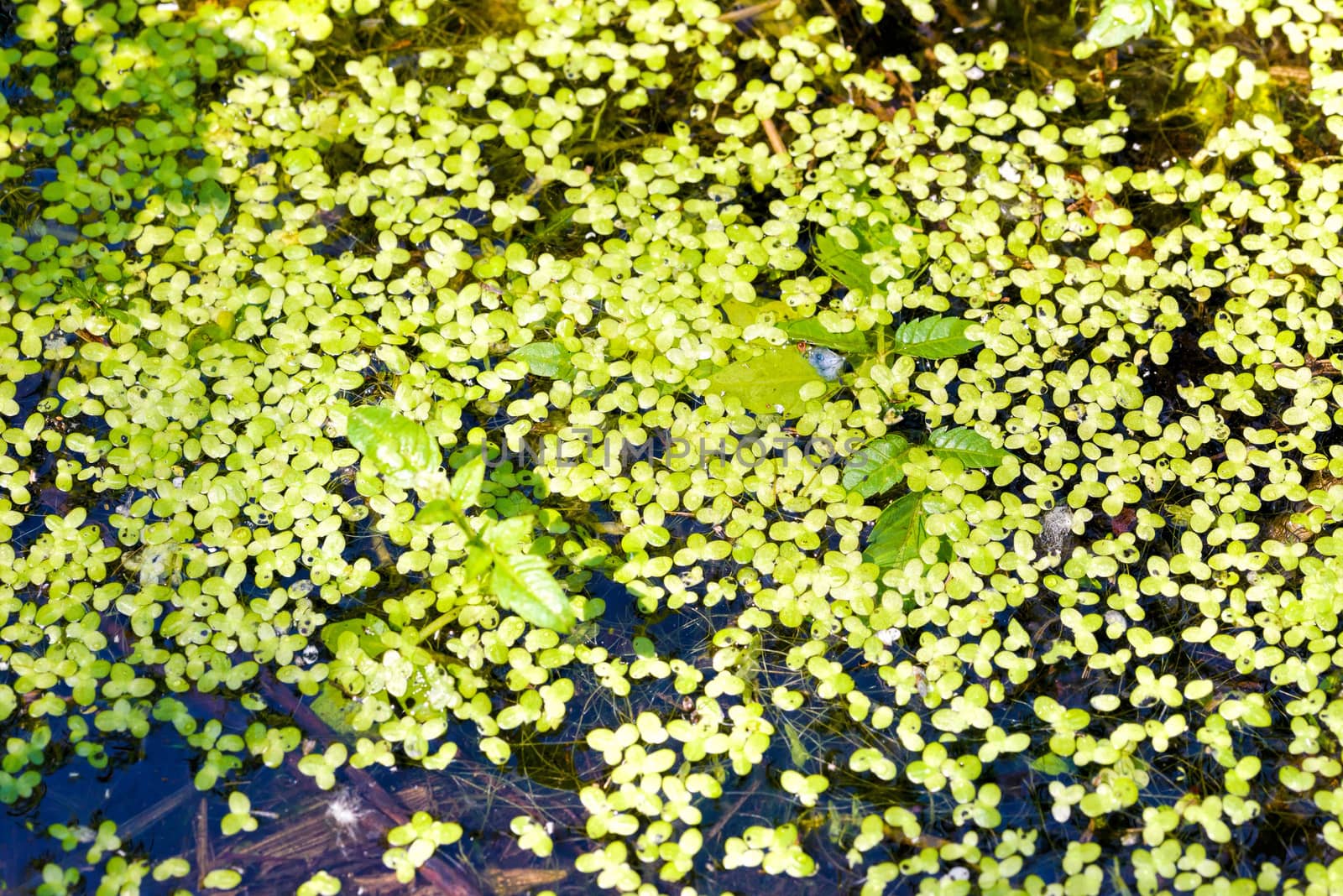 Lemna Minor, also called Common Duckweed or Lesser Duckweed, in the lake at the end of spring