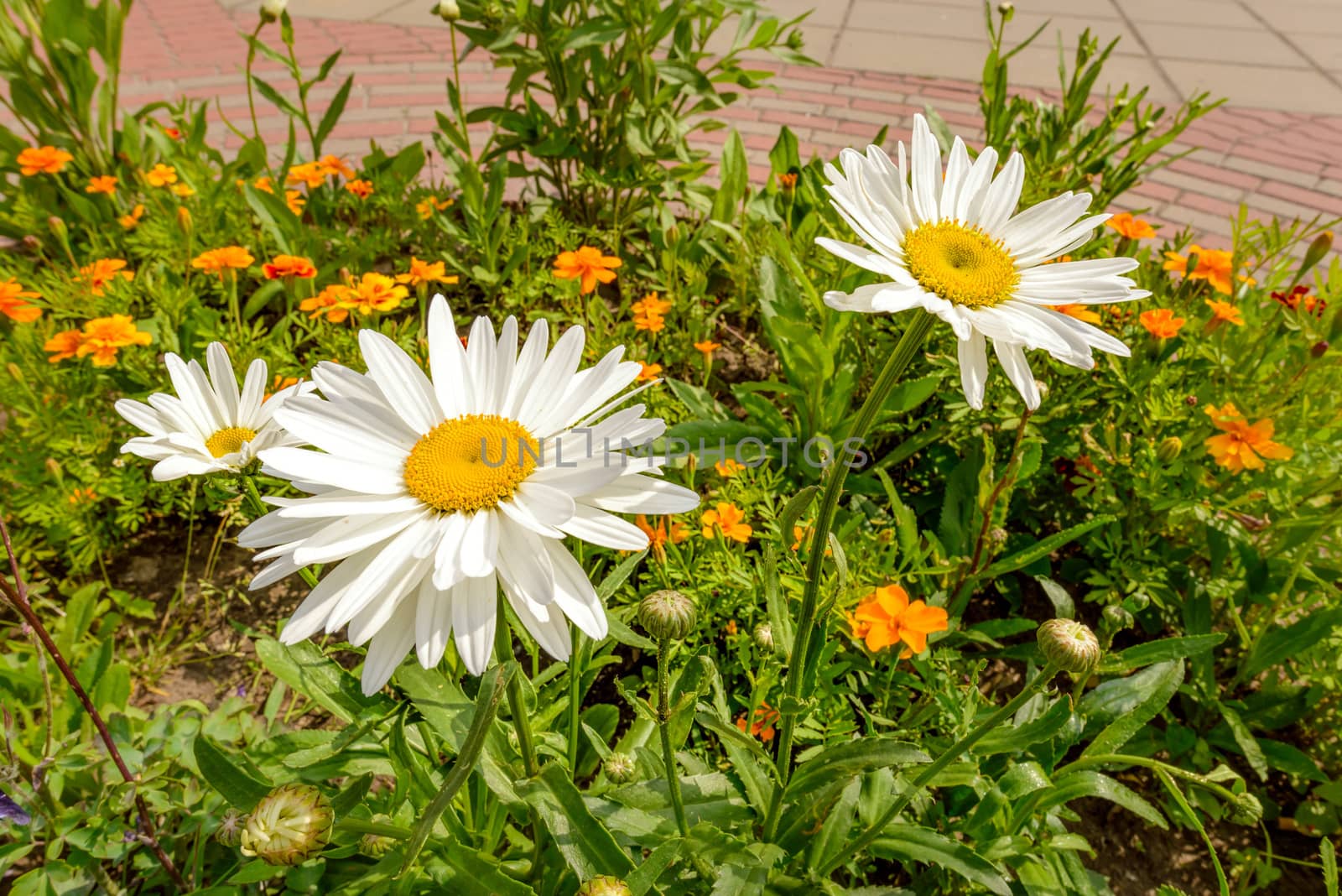 Big white daisies in the garden under the warm spring sun