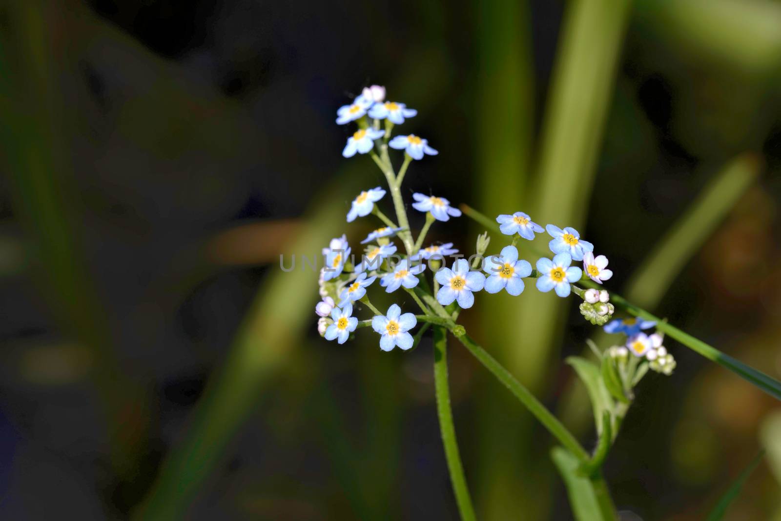 Little blue Myosotis flowers, also called forget me not , under the spring sun rays, with a dark background