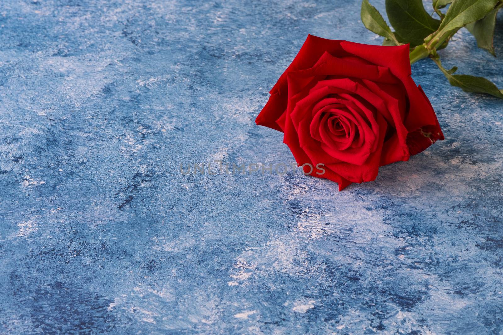 A beautiful single blooming red rose on blue and white acrylic background.