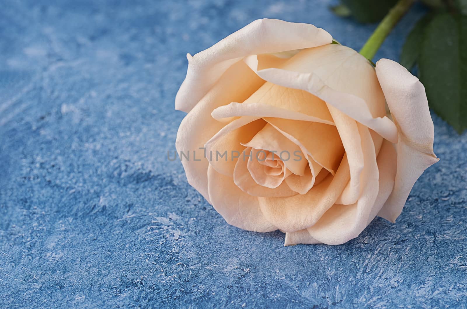 A beautiful large peach color blooming caltivated rose on a blue and white acrylic paint background. Closeup with copy space.