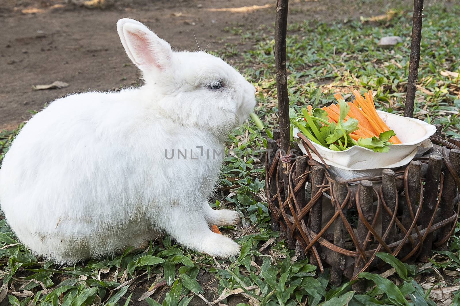 Cute little white bunny rabbit eating vegetable snack on a green lawn.