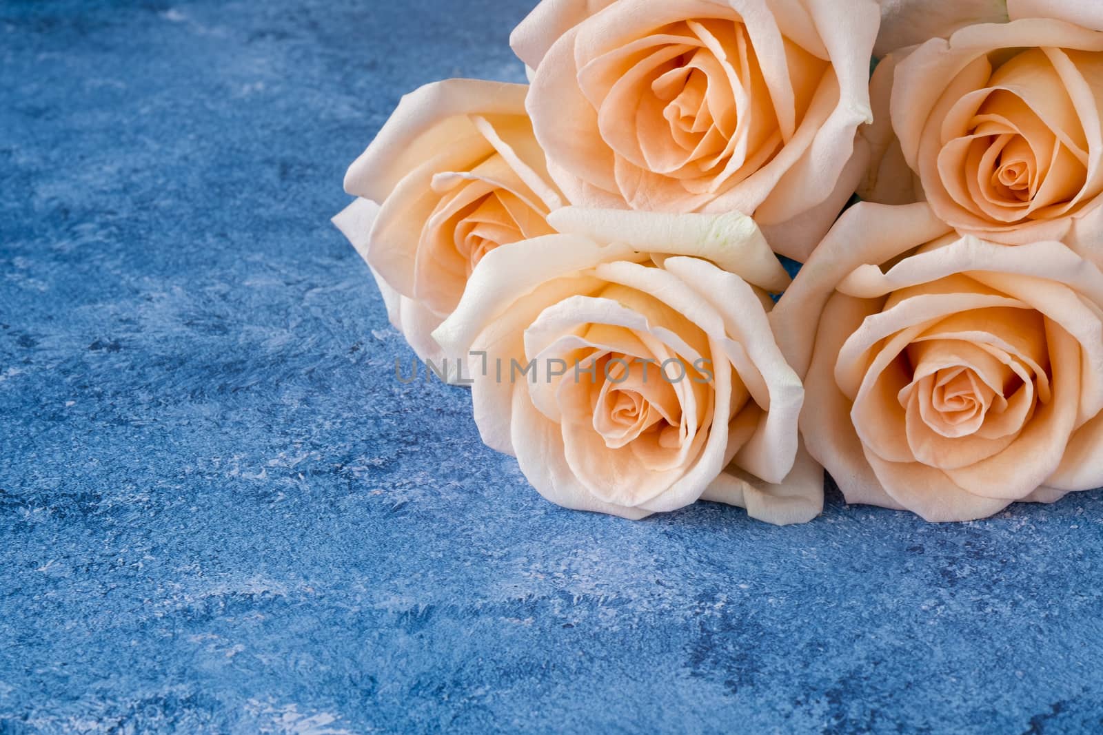 A bouquet of beautiful large peach color blooming caltivated roses on a blue and white acrylic paint background. Closeup with copy space.