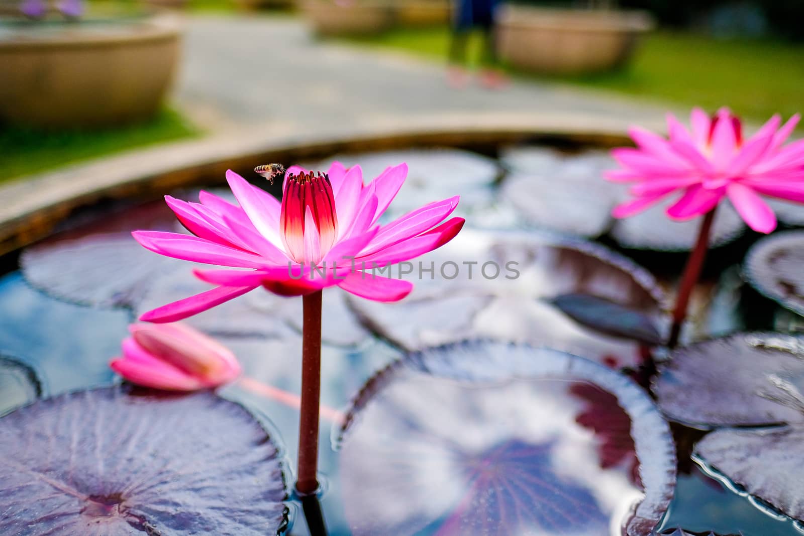 a bee enjoying its mid morning nectar of a pink lotus in an exhibit pond in a botanical garden