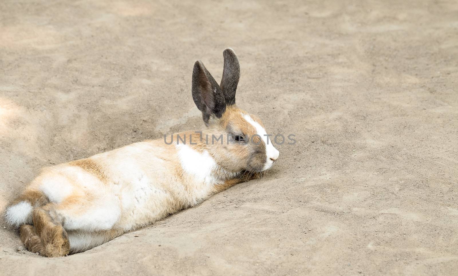 Cute little dark-eyed rabbit with long ears laying on the ground. Selective focusing.