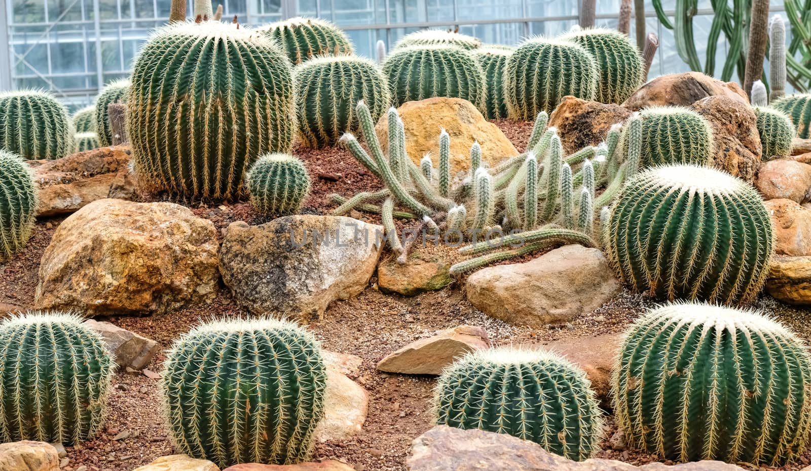 cultivated cacti in the botanic garden by Nawoot