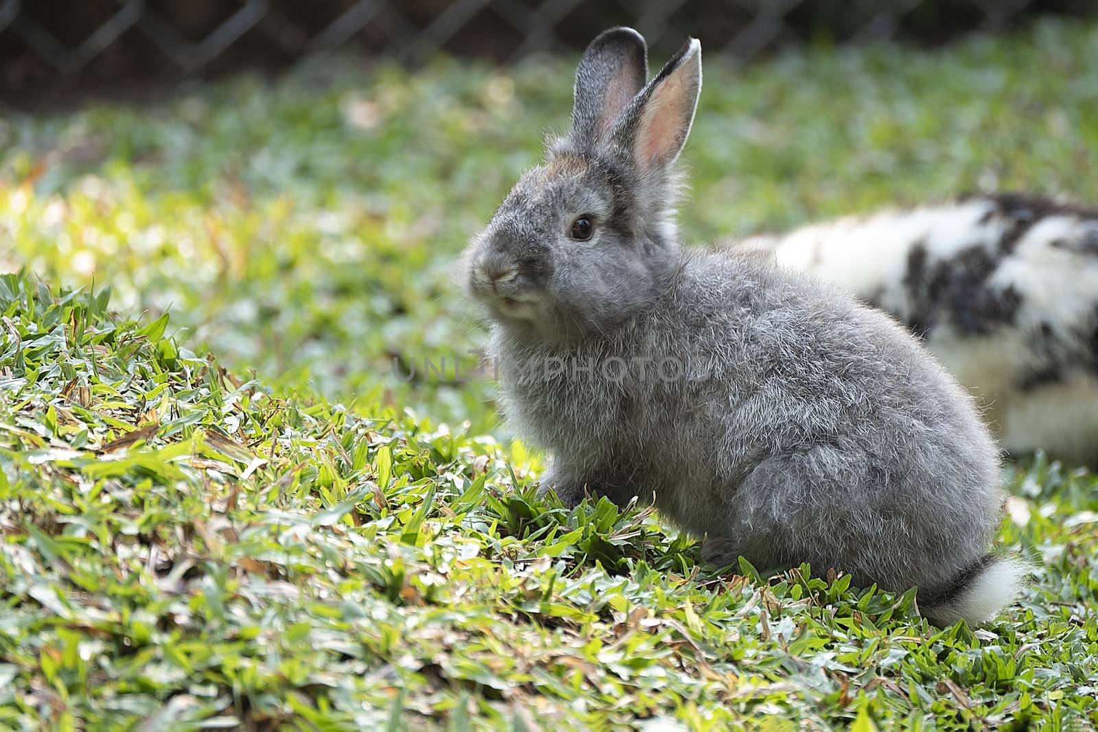 Cute little brown baby bunny rabbit playing on a green grass in the afternoon sun. Easter, spring, summer concept