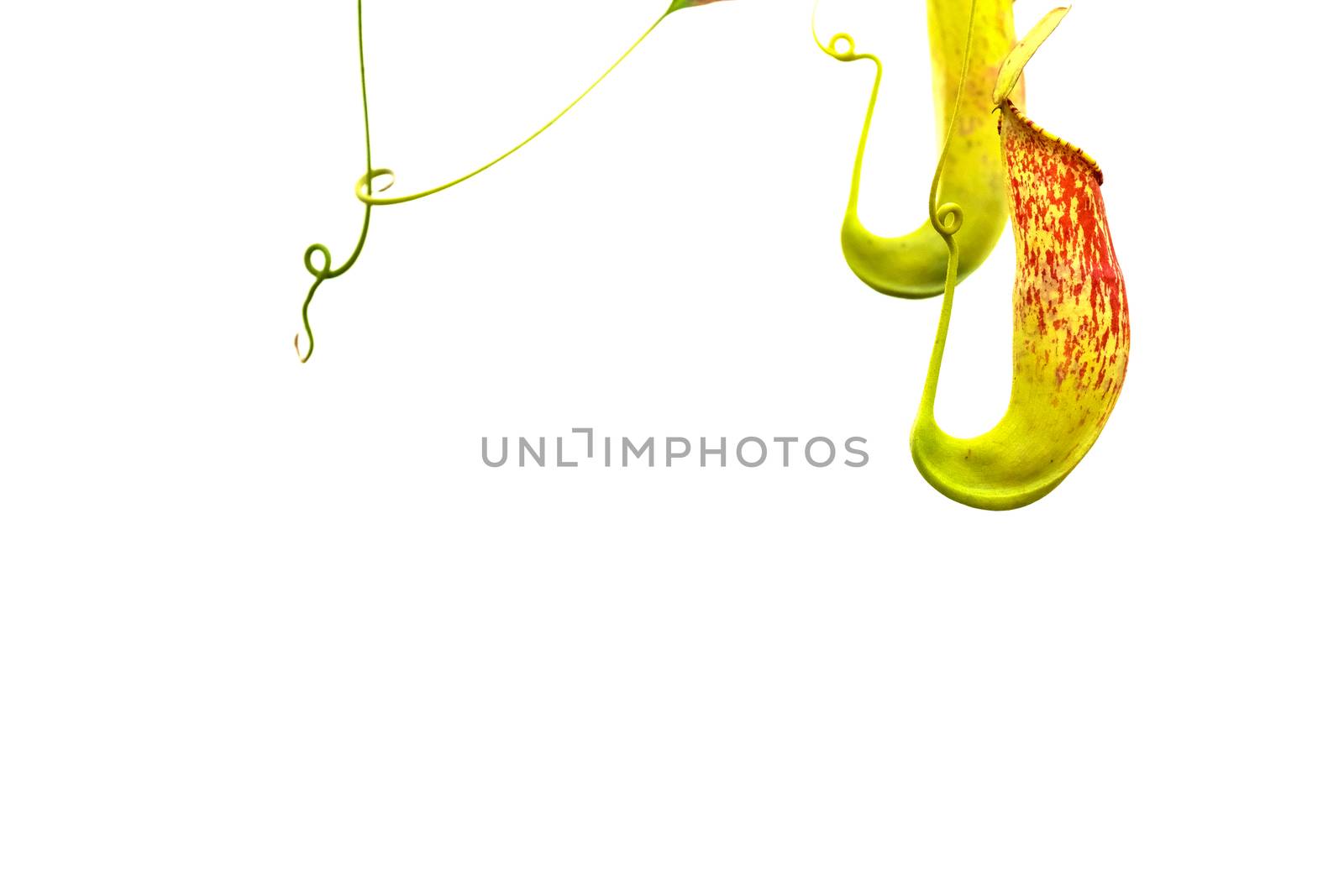 a pitcher plant in the Queen's botanical garden in the north of thailand, closeup shot, white background