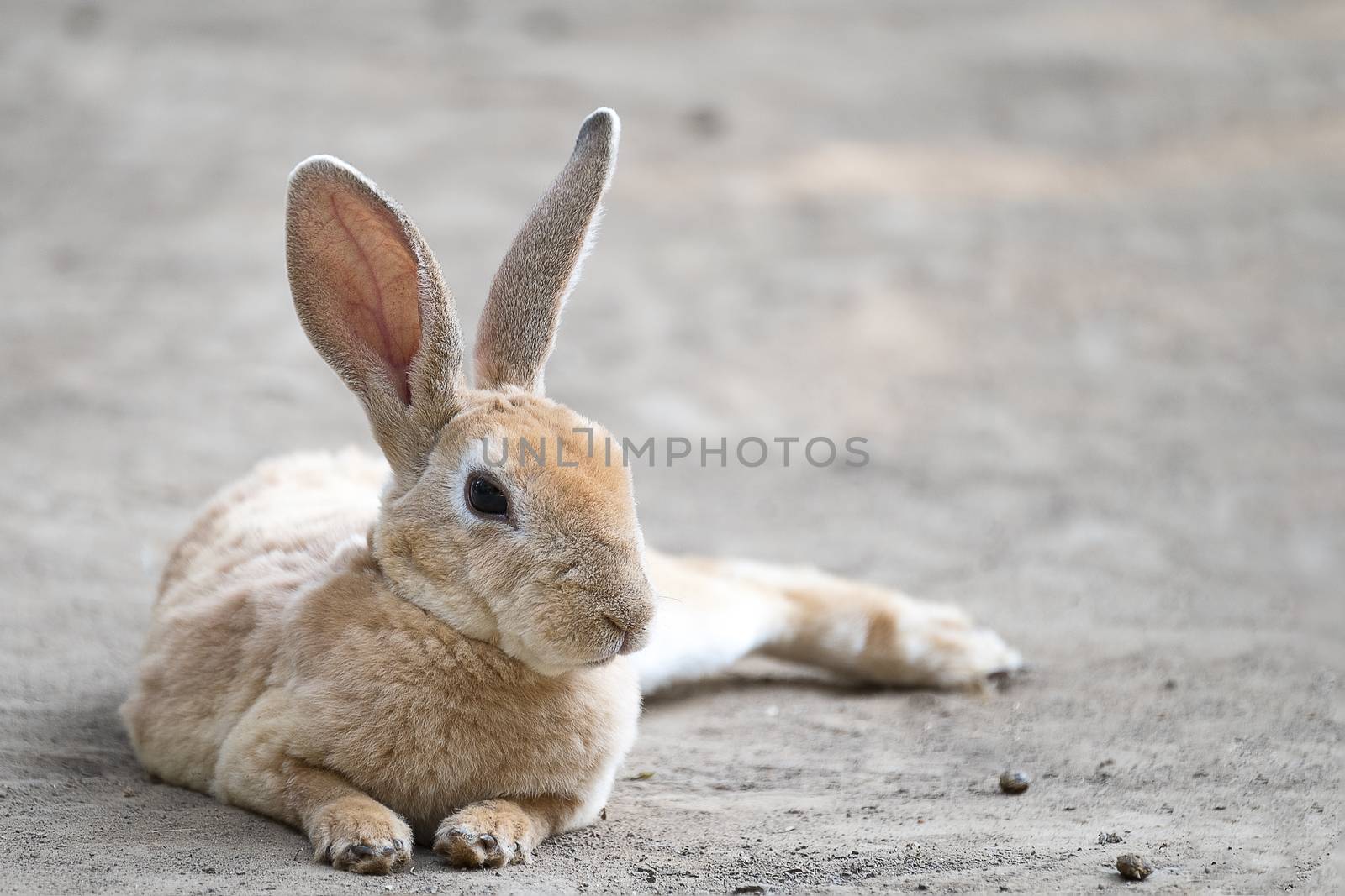 Cute little dark-eyed rabbit with long ears laying on the ground. Selective focusing..