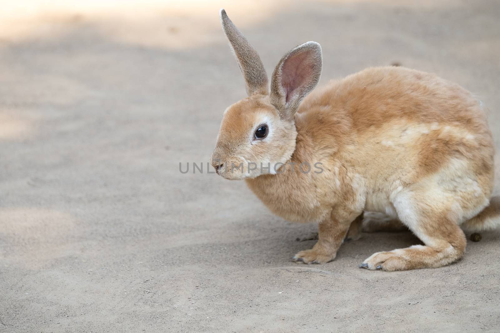 Cute little rabbit with long ears sitting on the ground. Selective focusing.