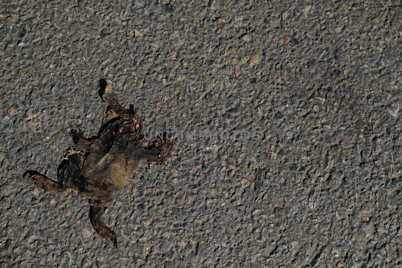 a corspe of a toad, dried out in the sun after being crushed by a car