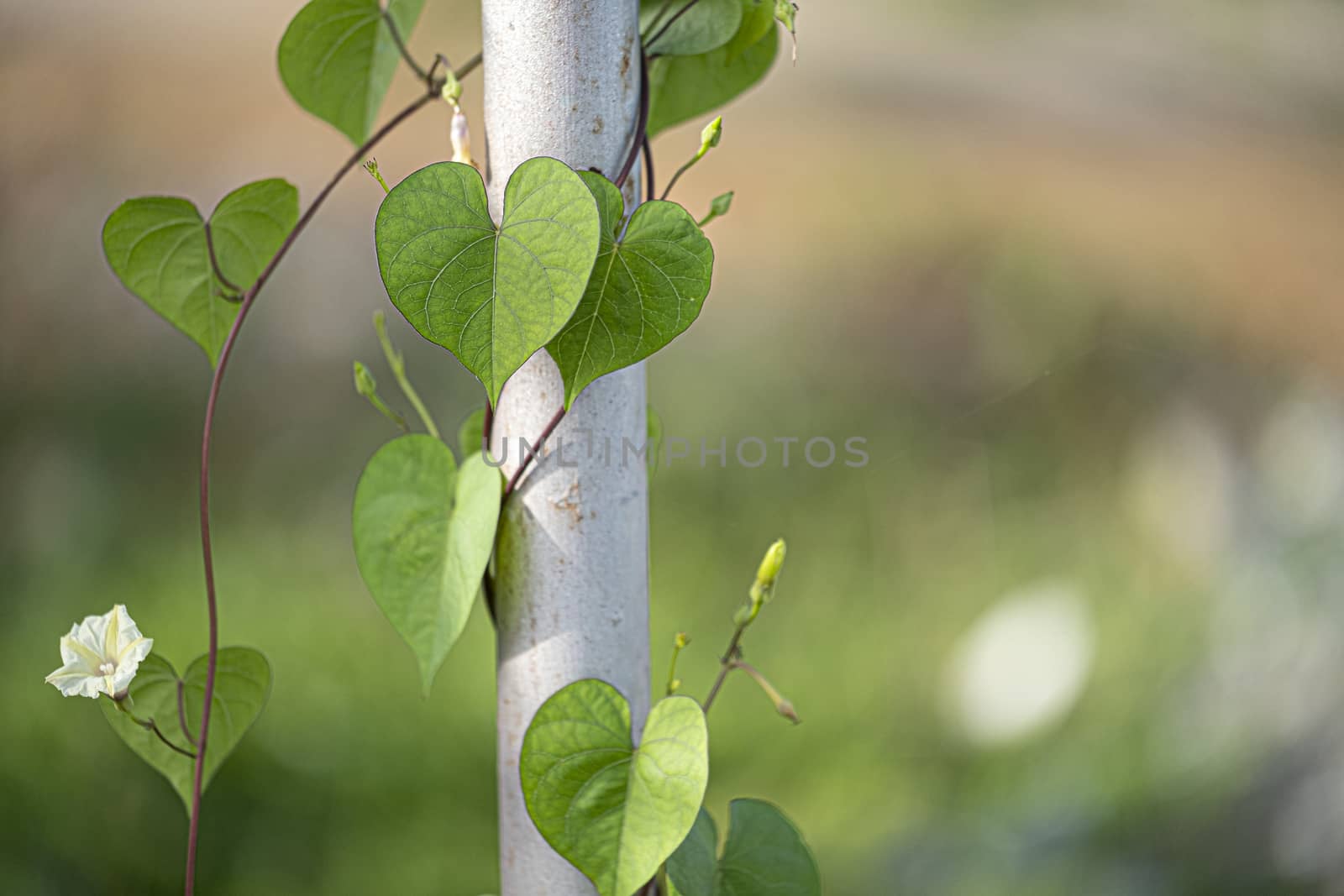plant with heart shaped leaves