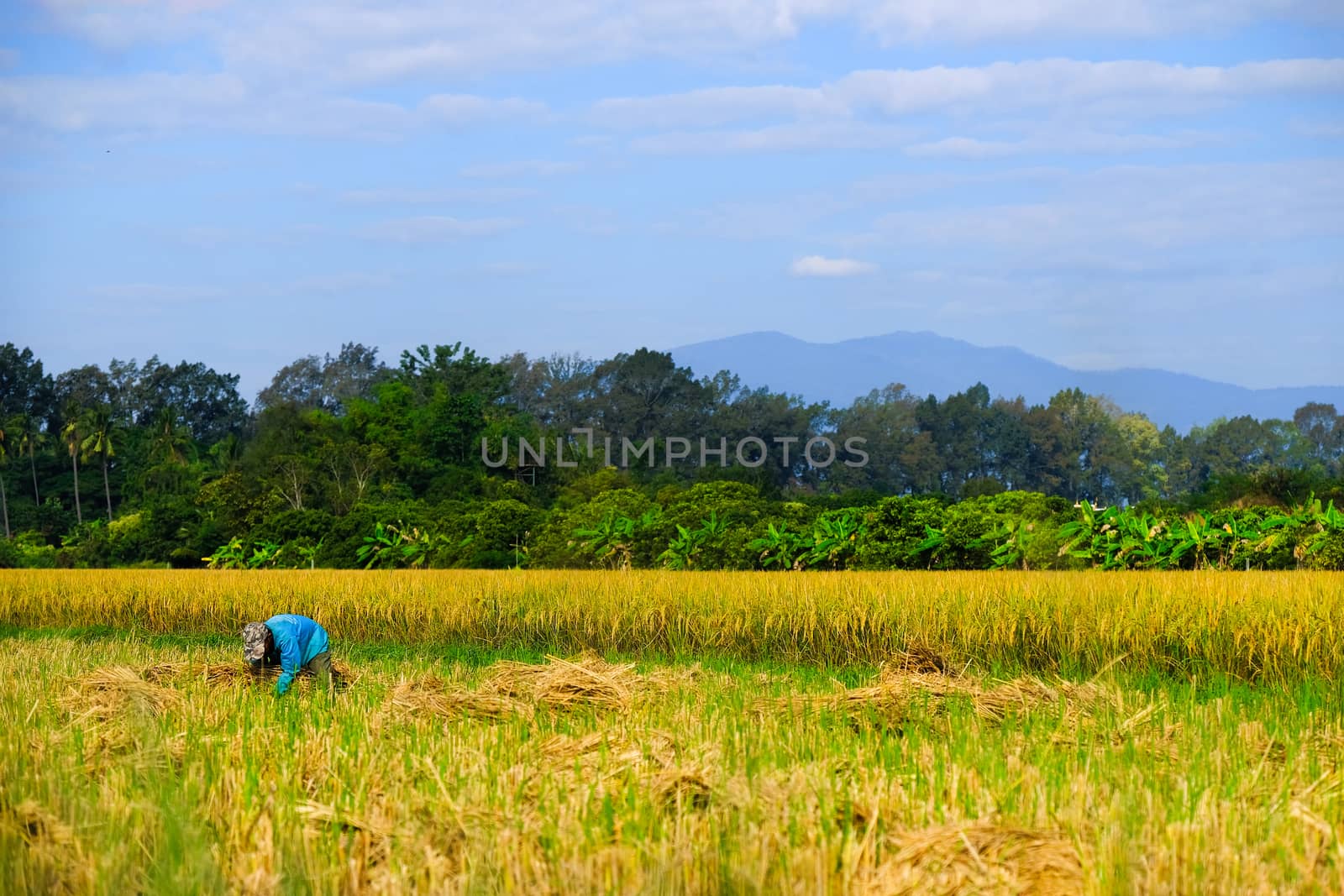 harvesting rice in the field by Nawoot