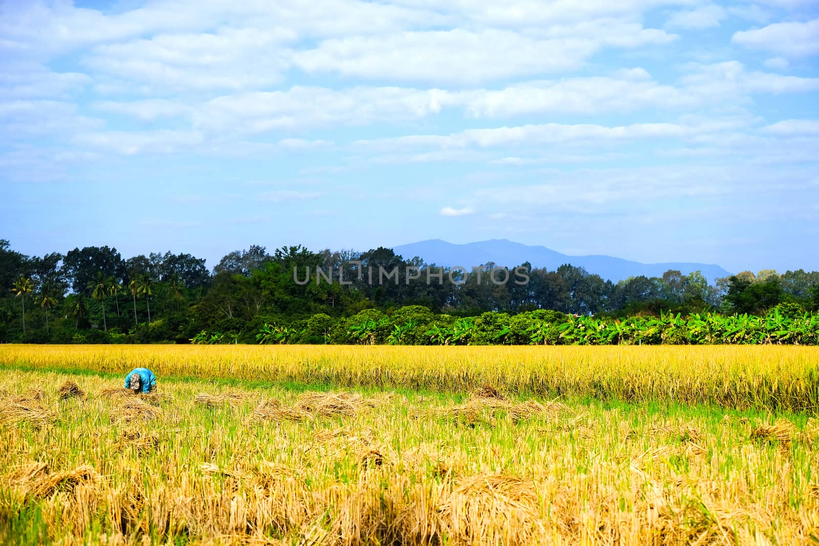 a farmer is harvesting ripe rice corp in the field in northern Thailand