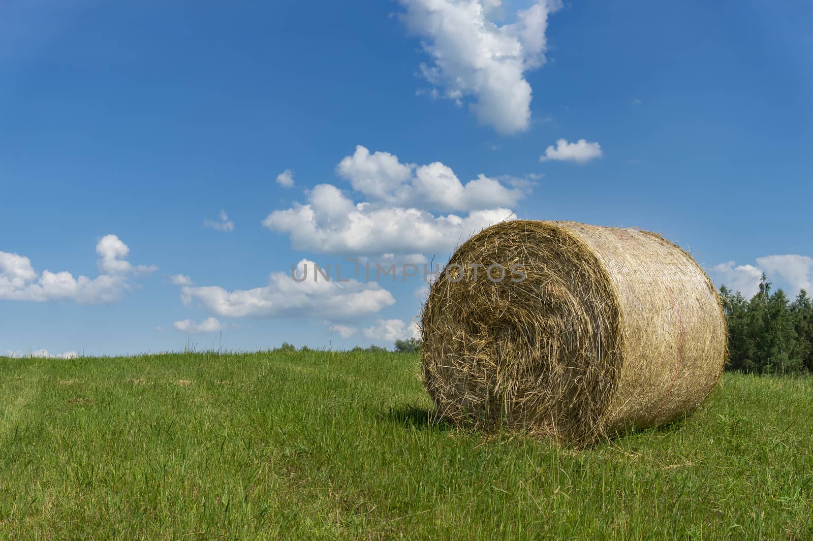 Freshly harvested circular hay bale in a field or pasture in summer in a low angle view under a cloudy blue sky in an agricultural landscape