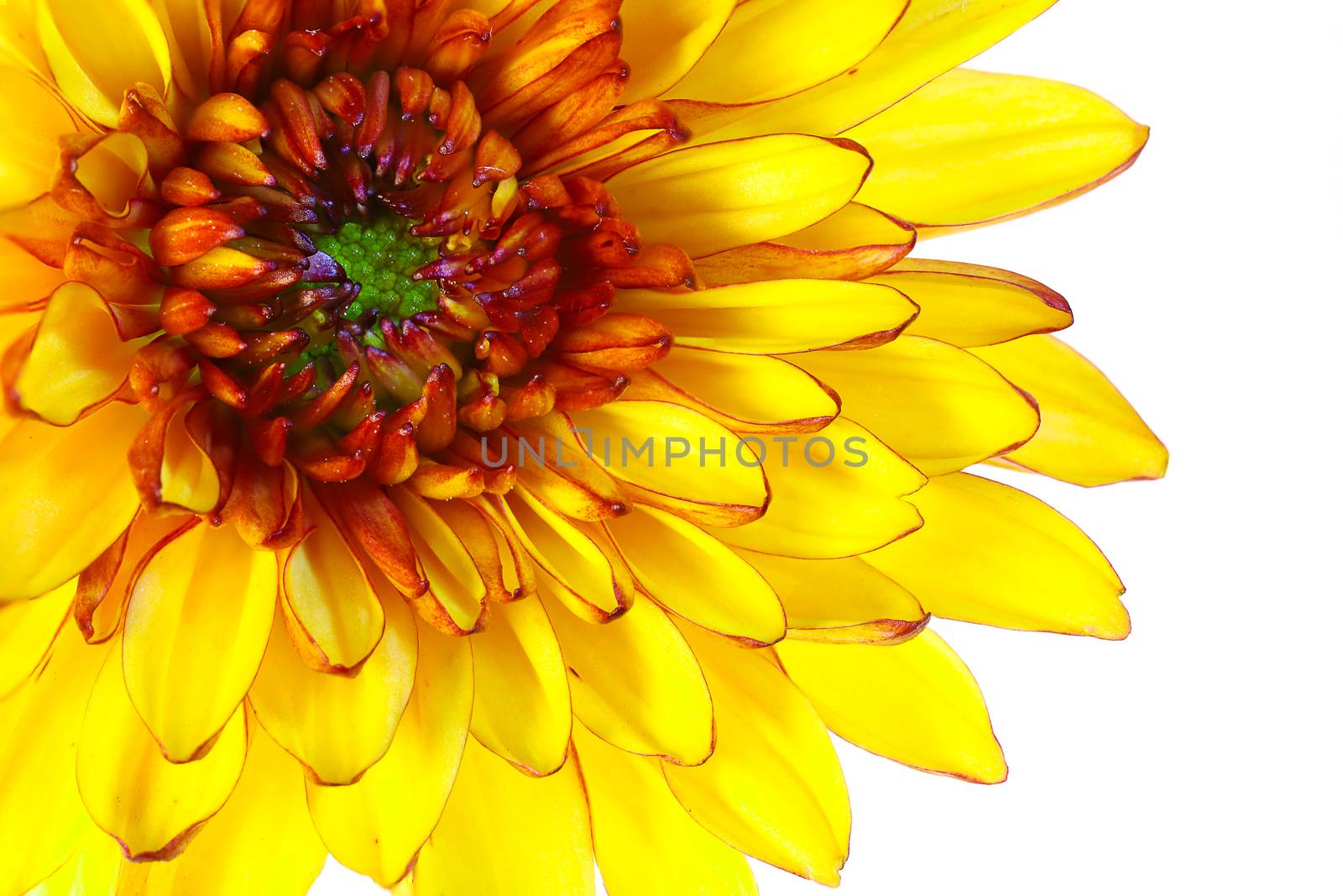 Dahlia, bright and colorful yellow and orange single flower macro shot, isolated on white background