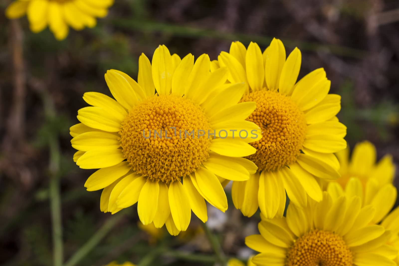 Cota tinctoria (Anthemis tinctoria) 'Golden Rays'  by ant