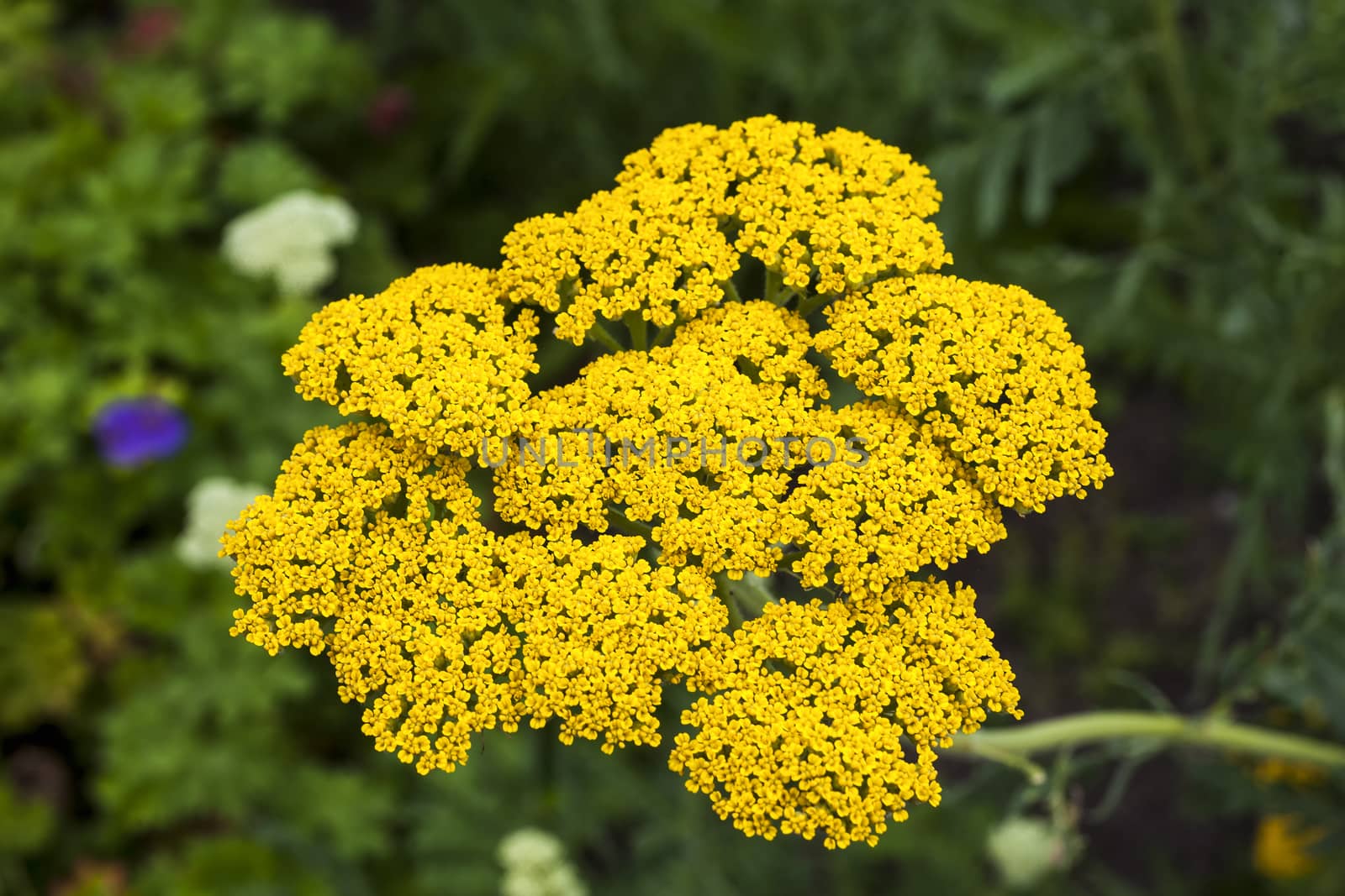 Achillea fillpendulina 'Gold Plate'   by ant