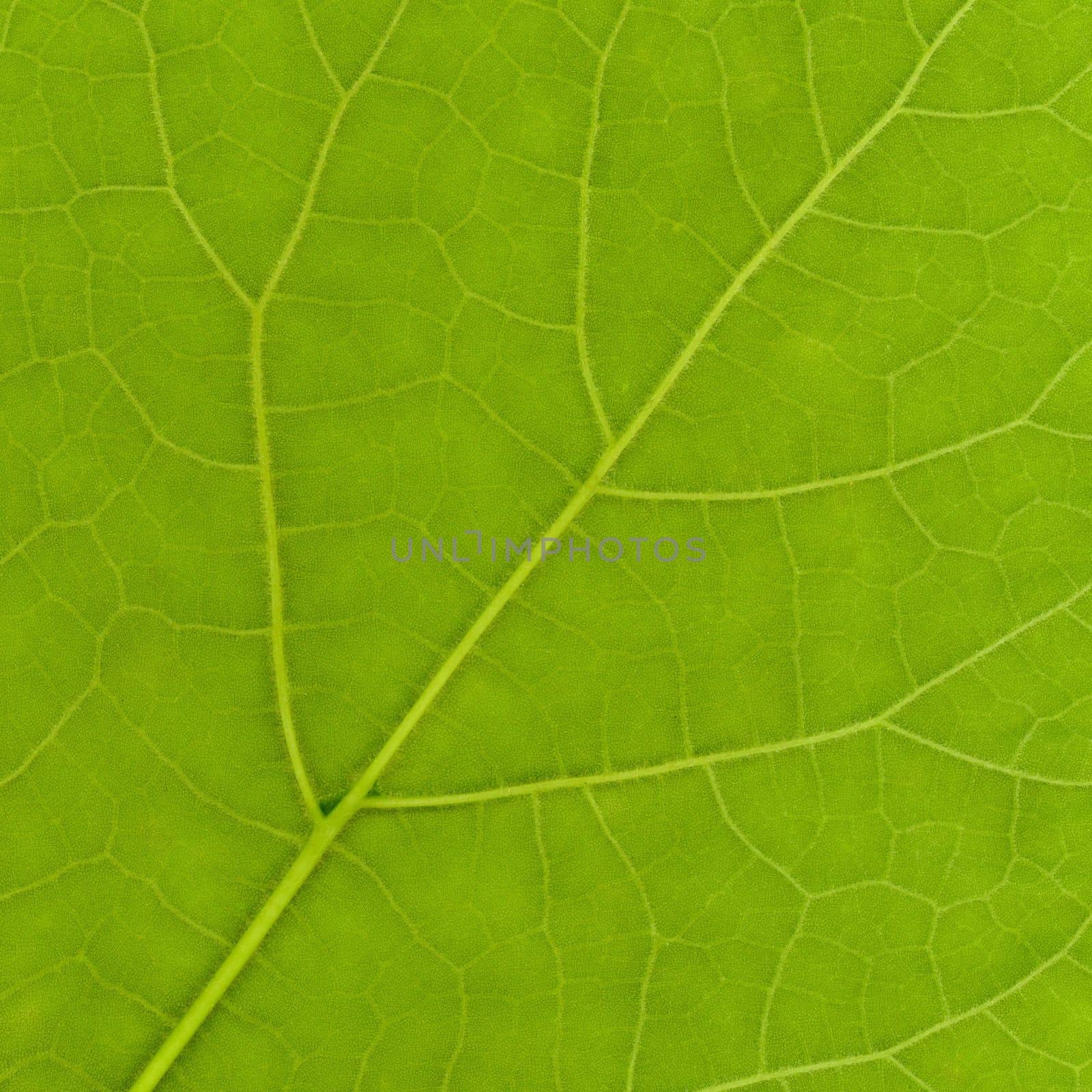 Green leaf texture by claudiodivizia