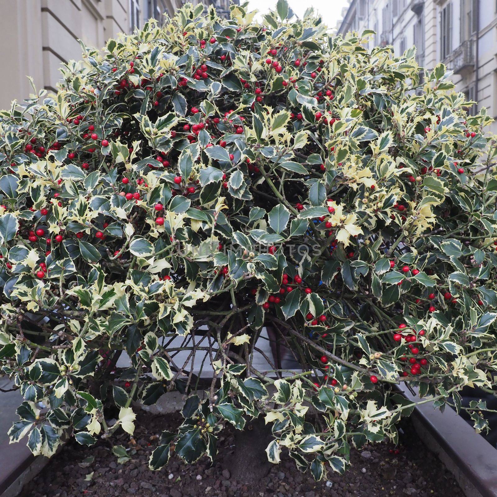 holly (Ilex aquifolium) aka English holly or European holly or Christmas holly plant