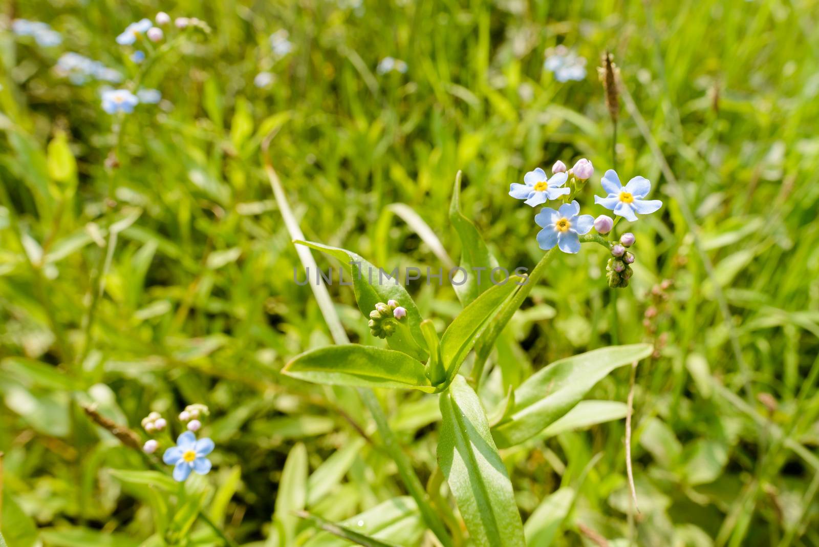 Little blue Myosotis flowers, also called forget me not , under the warm summer sun rays