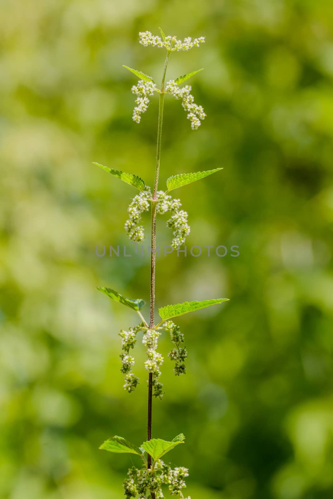 Nettle, Urtica dioica, also called common nettle or stinging nettle, with white flowers, on forest background