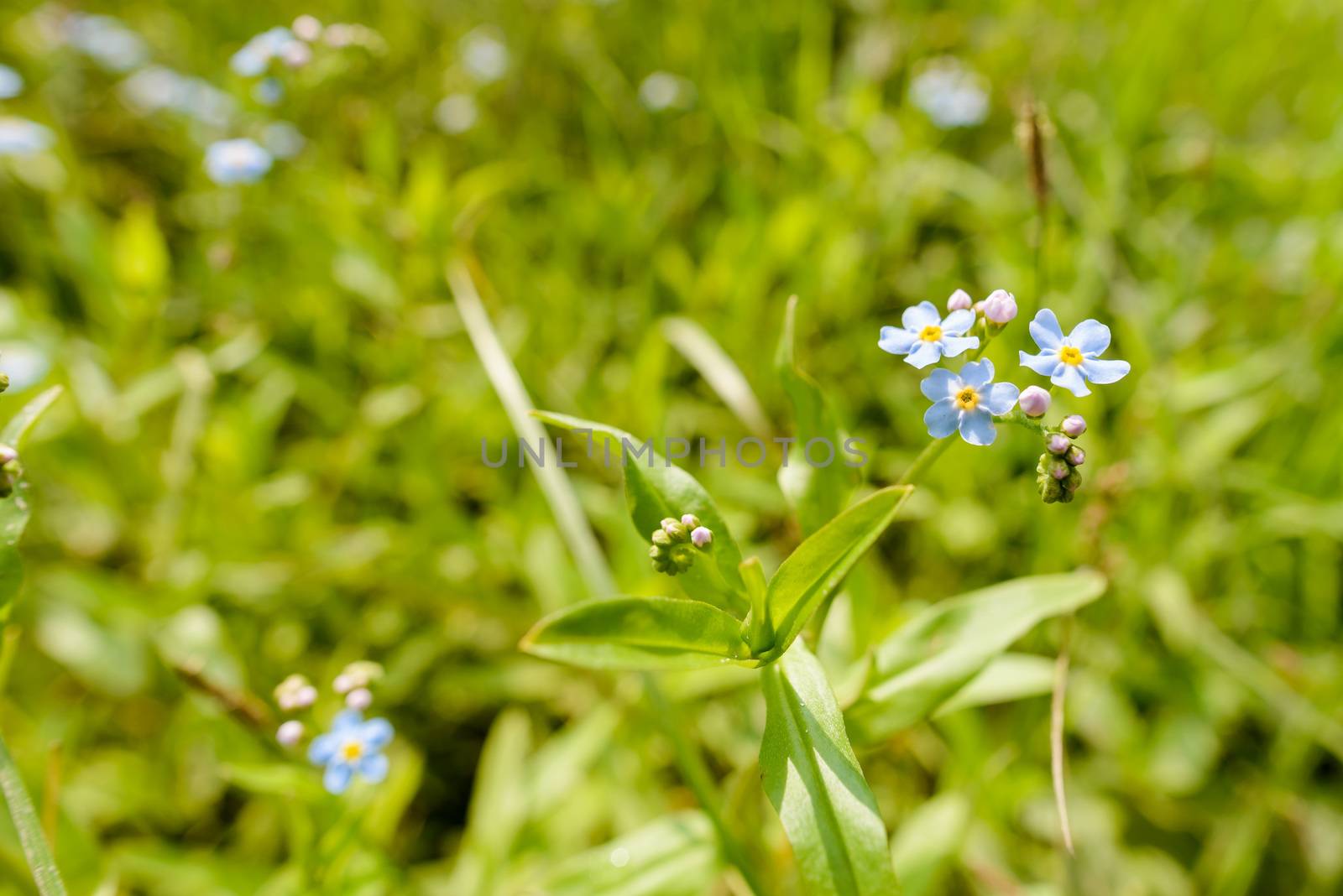 Myosotis Sylvatica in the Meadow by MaxalTamor