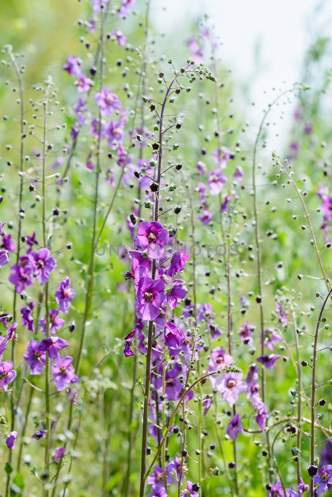 A meadow full of violet Verbascum phoeniceum under the warm spring sun