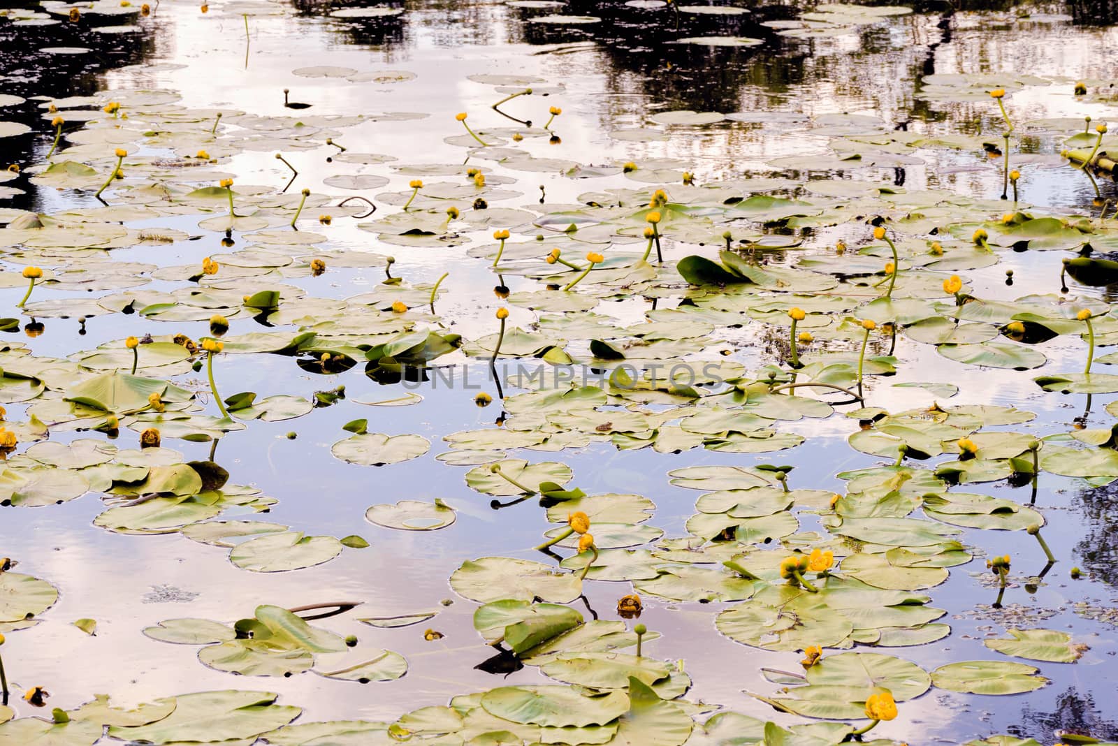 Nuphar Lutea Flowers by MaxalTamor