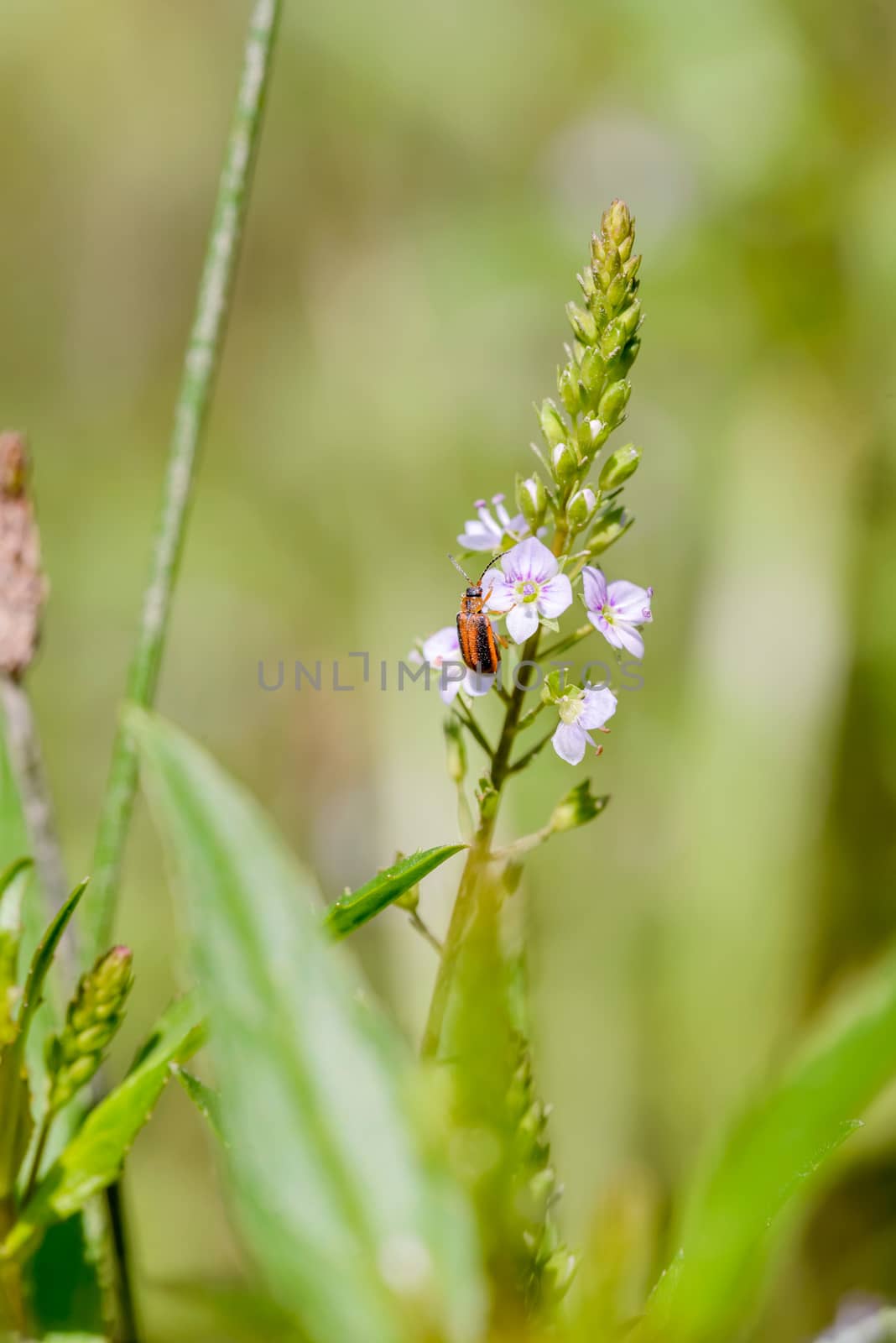 Galerucella Neogalerucella calmariensis, also called purple loosestrife beetle, on a pink Veronica anagallis-aquatica flower, also called water speedwell, or blue water-speedwell