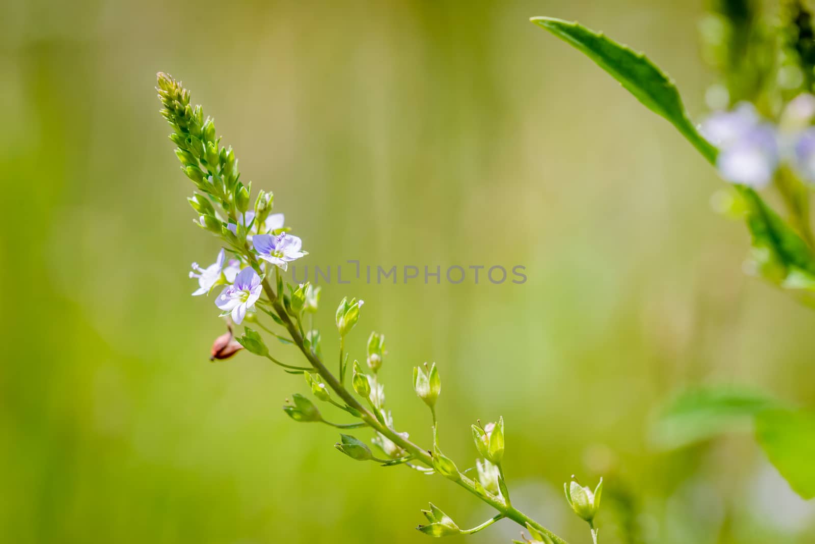 Veronica, Water Speedwell Flower by MaxalTamor