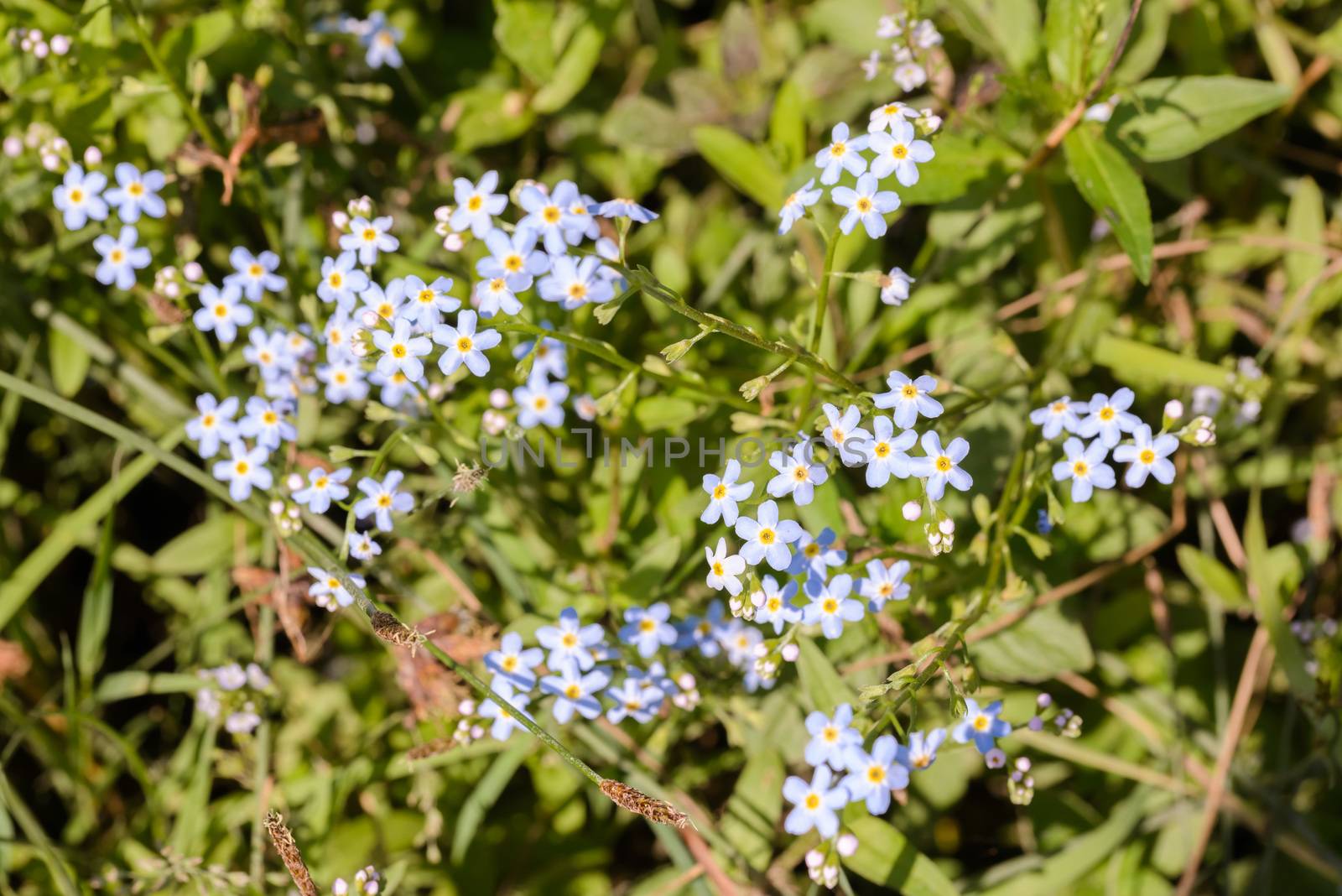 Little blue Myosotis flowers, also called forget me not , under the warm summer sun rays