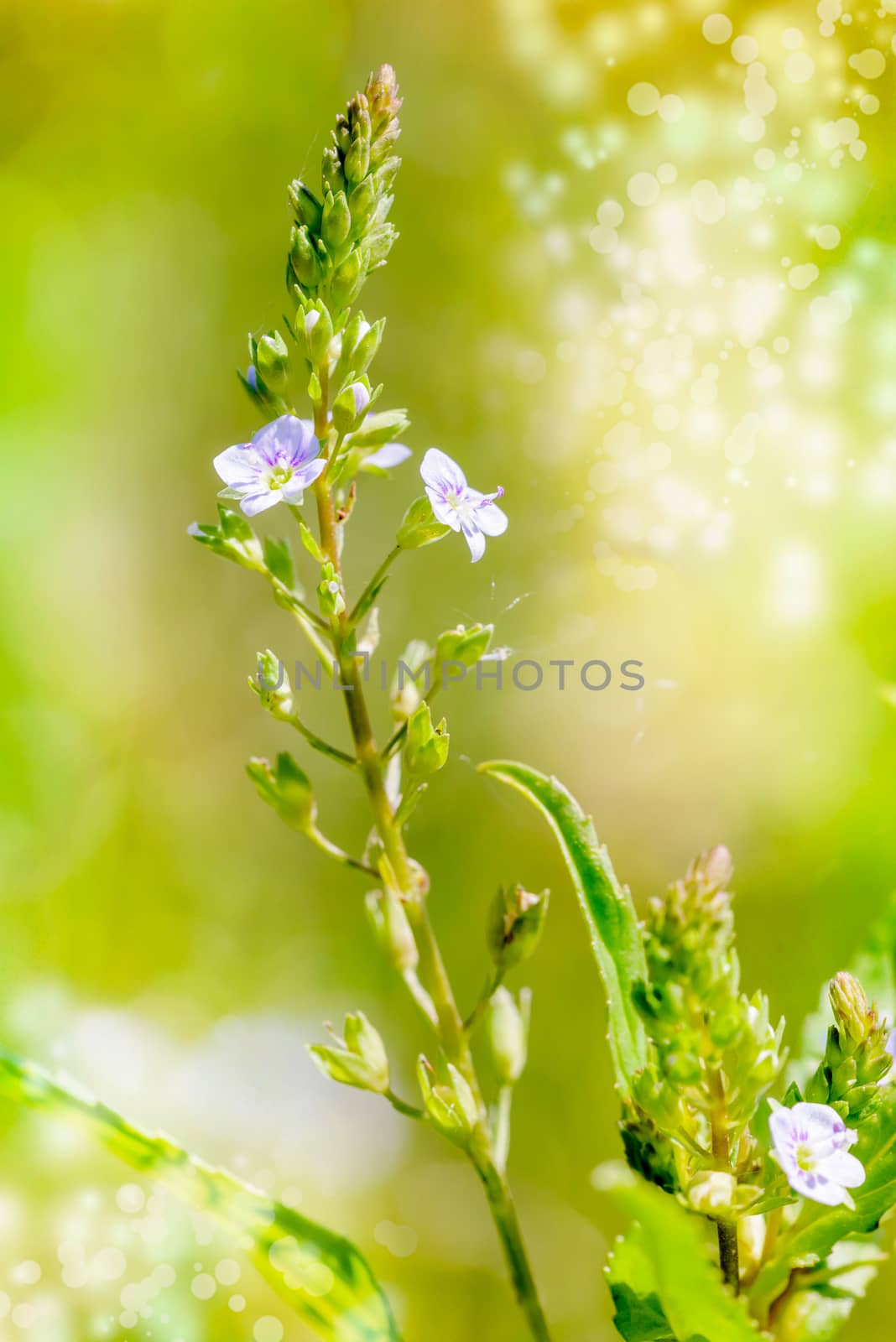 A pink Veronica anagallis-aquatica flower, also called water speedwell, or blue water-speedwell under the warm summer sun